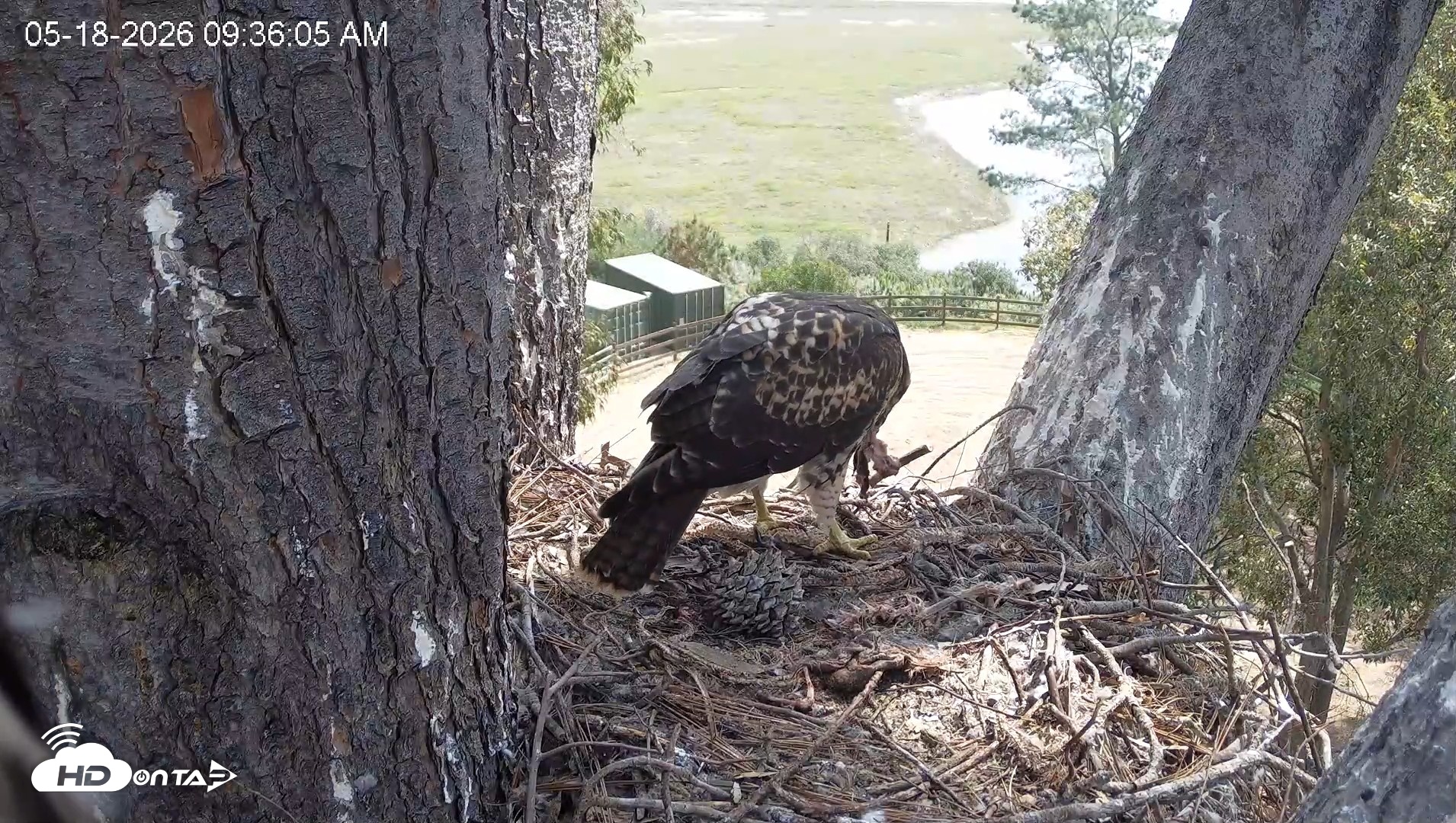 Snapshot of Red-Tailed Hawk Live Webcam taken May 18, 2026, 10:39am PDT