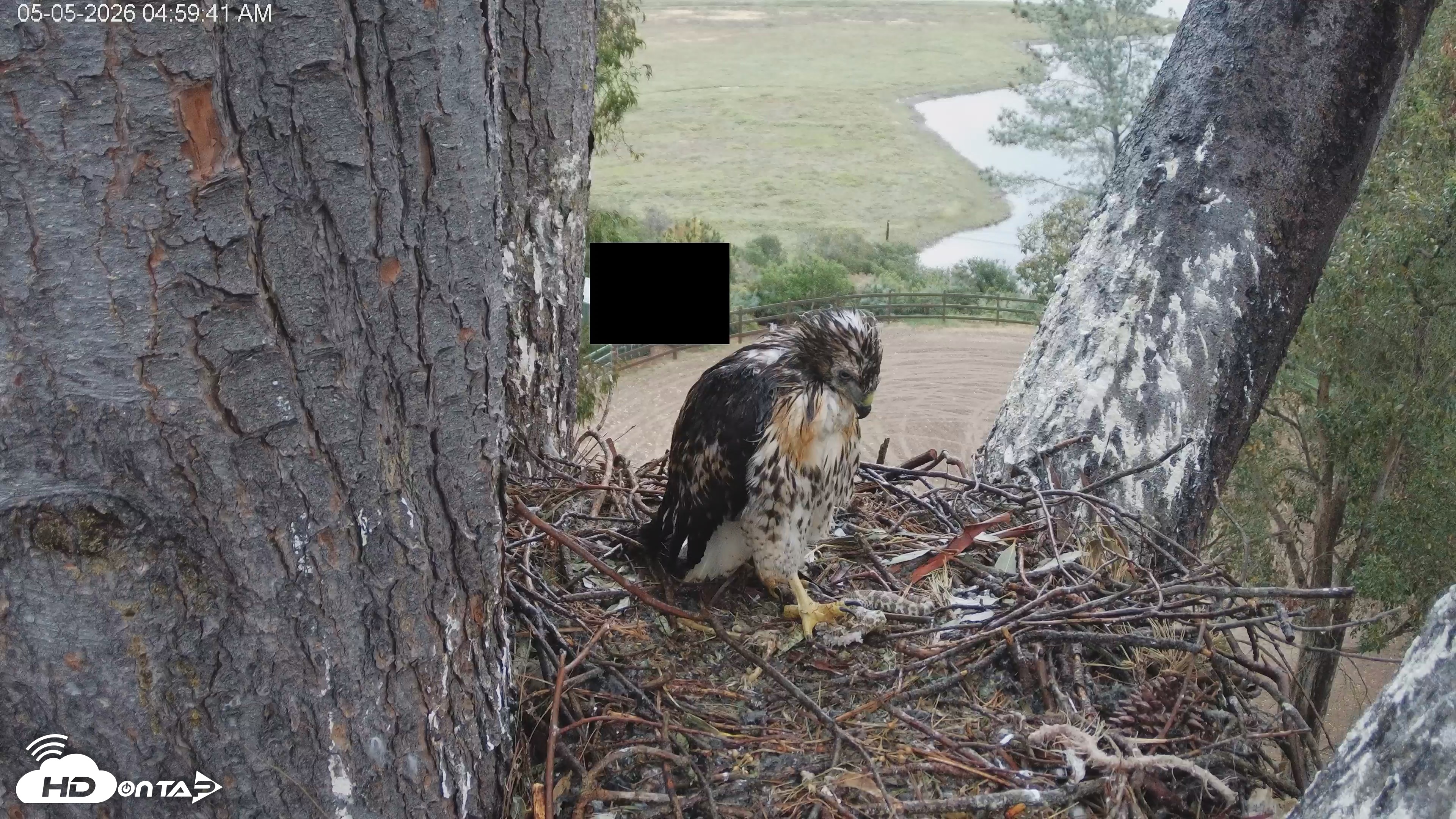 Snapshot of Red-Tailed Hawk Live Webcam taken May 5, 2026, 6:02am PDT