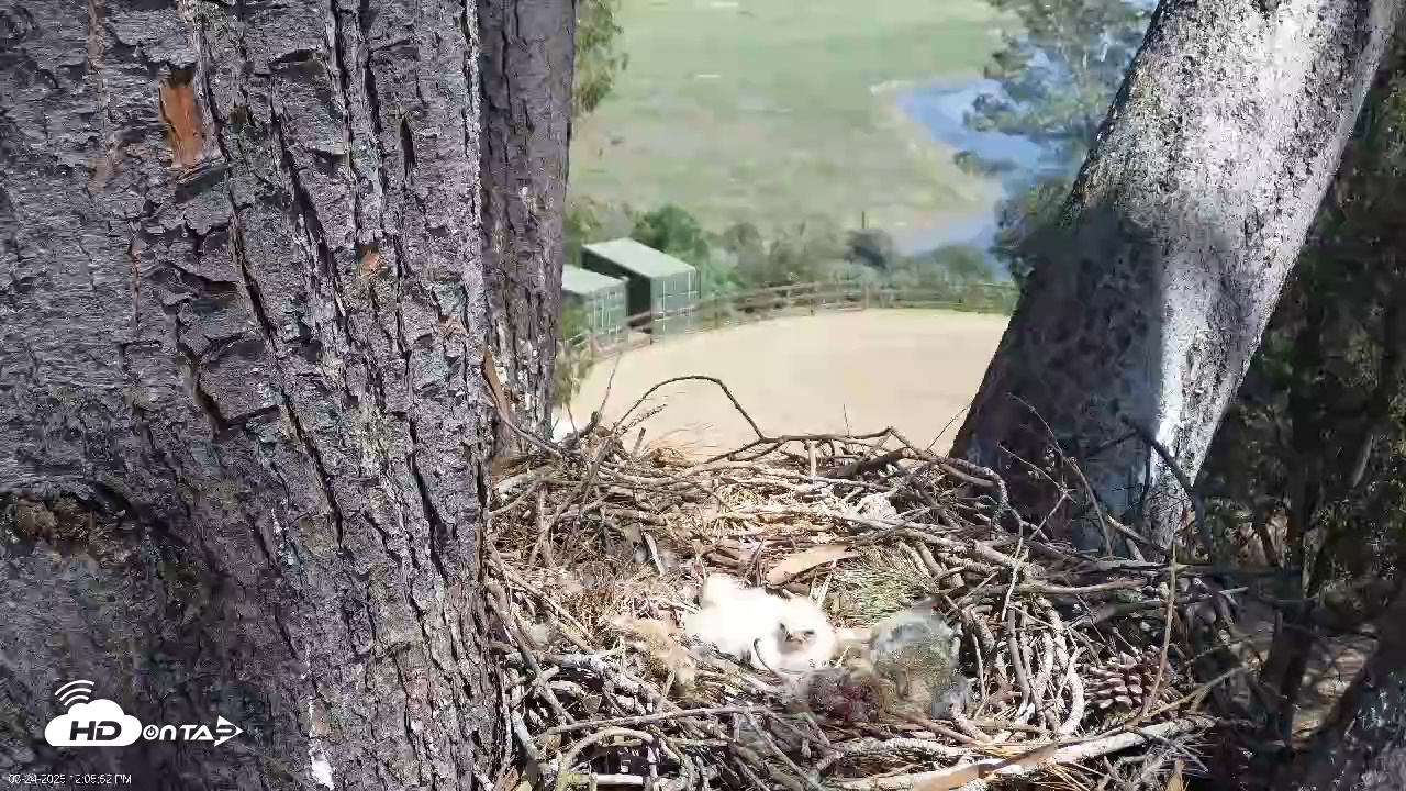 Snapshot of Red-Tailed Hawk Live Webcam taken Mar 24, 2026, 1:09pm PDT