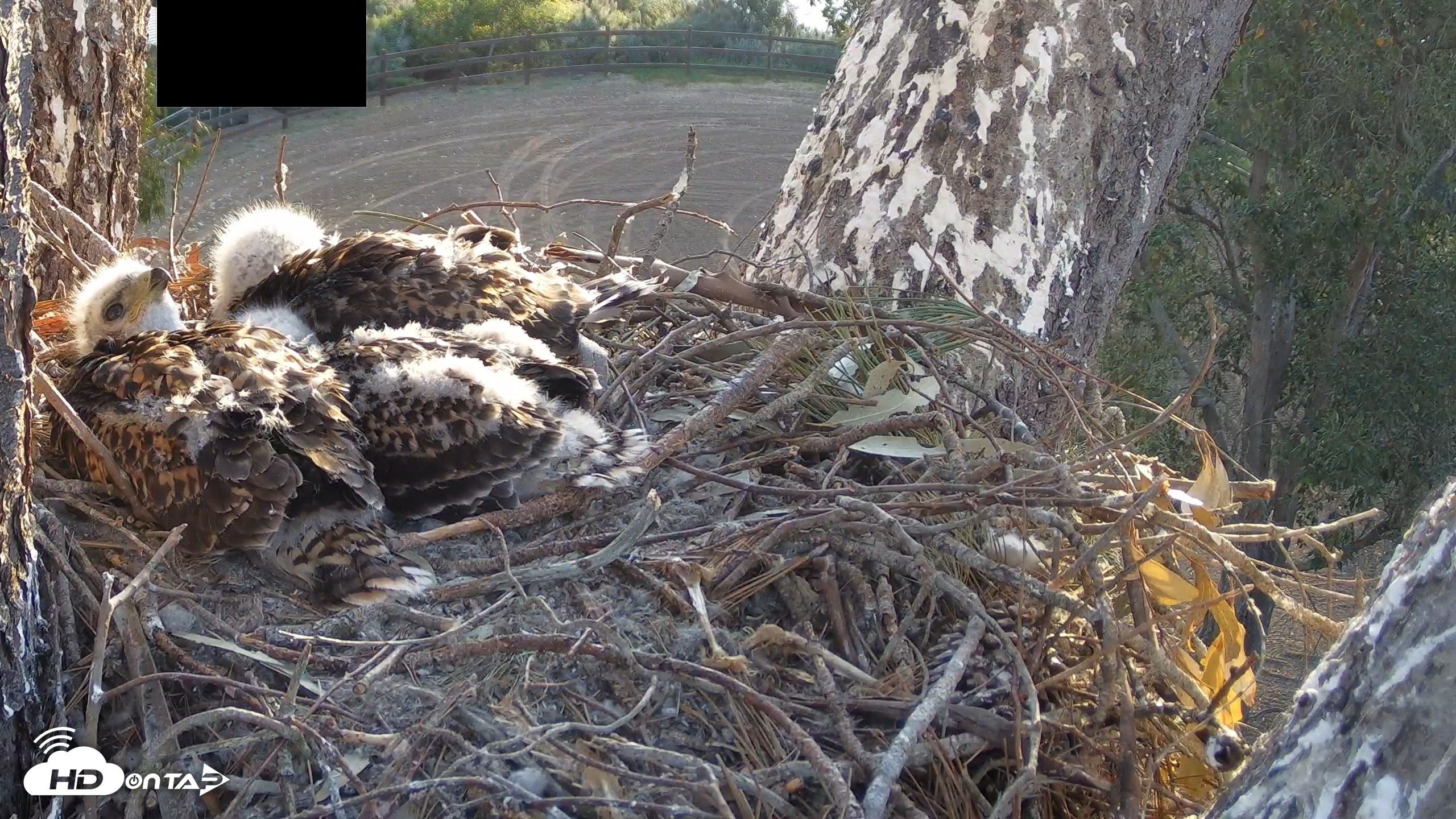 Snapshot of Red-Tailed Hawk Live Webcam taken Apr 22, 2026, 6:48am PDT