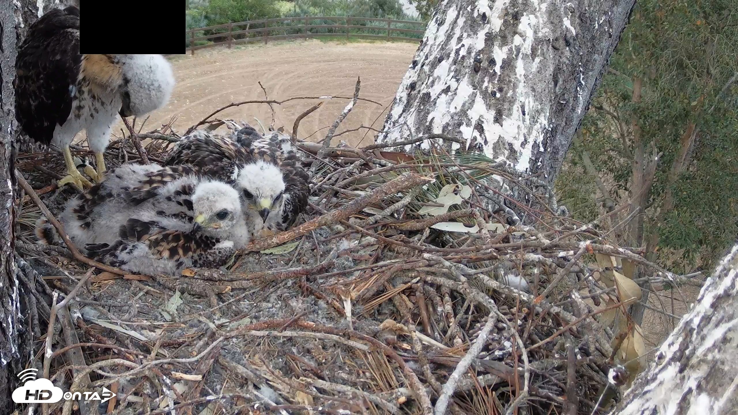 Snapshot of Red-Tailed Hawk Live Webcam taken Apr 21, 2026, 7:10pm PDT