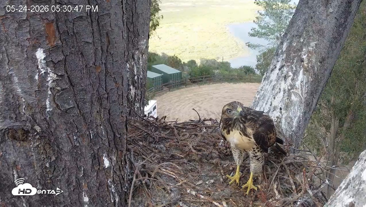 Snapshot of Red-Tailed Hawk Live Webcam taken May 24, 2026, 6:34pm PDT
