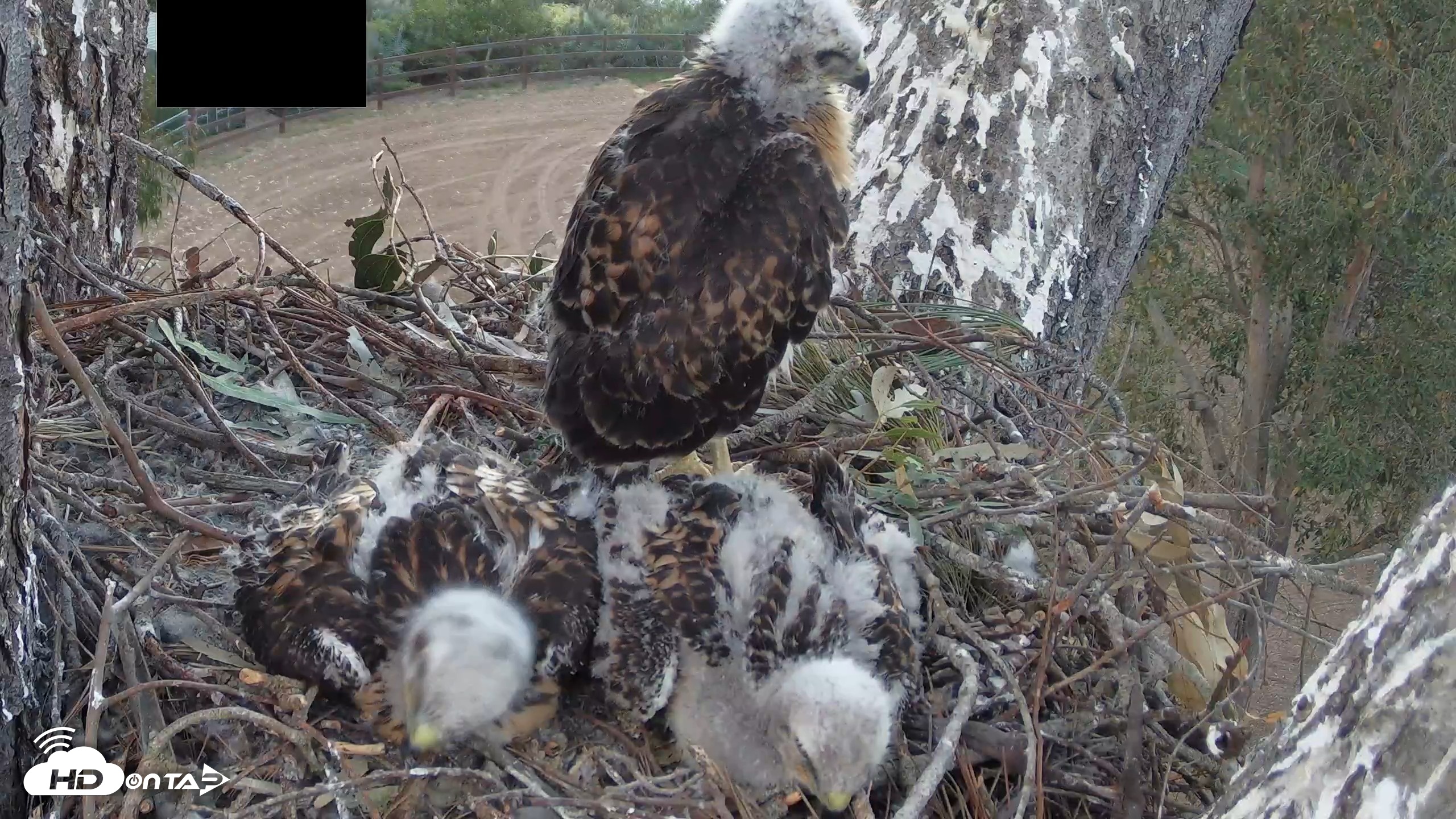 Snapshot of Red-Tailed Hawk Live Webcam taken Apr 22, 2026, 7:03pm PDT