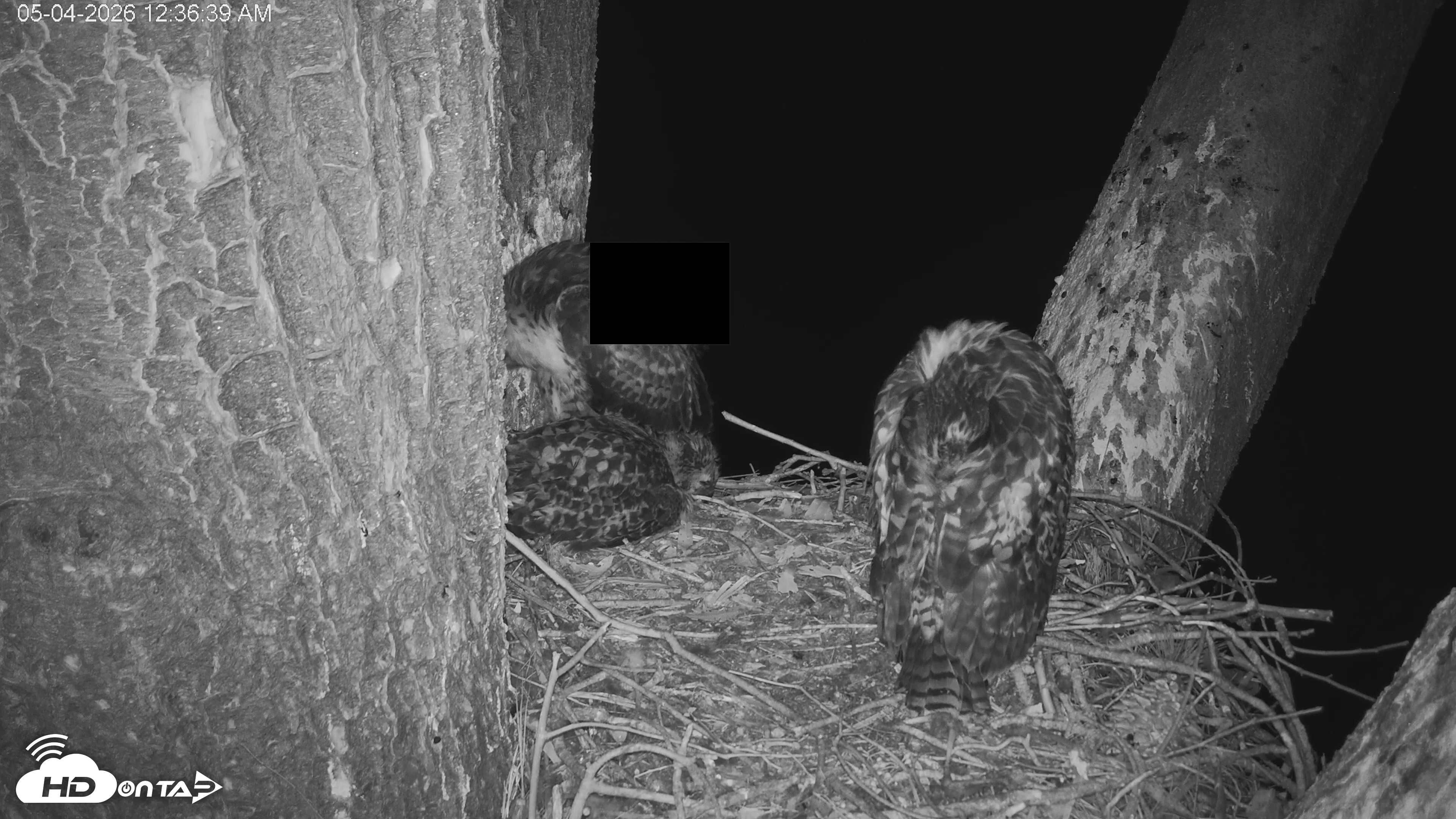 Snapshot of Red-Tailed Hawk Live Webcam taken May 4, 2026, 1:39am PDT
