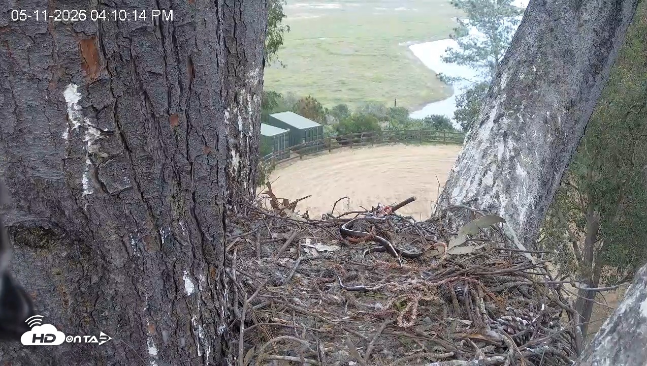 Snapshot of Red-Tailed Hawk Live Webcam taken May 11, 2026, 5:13pm PDT