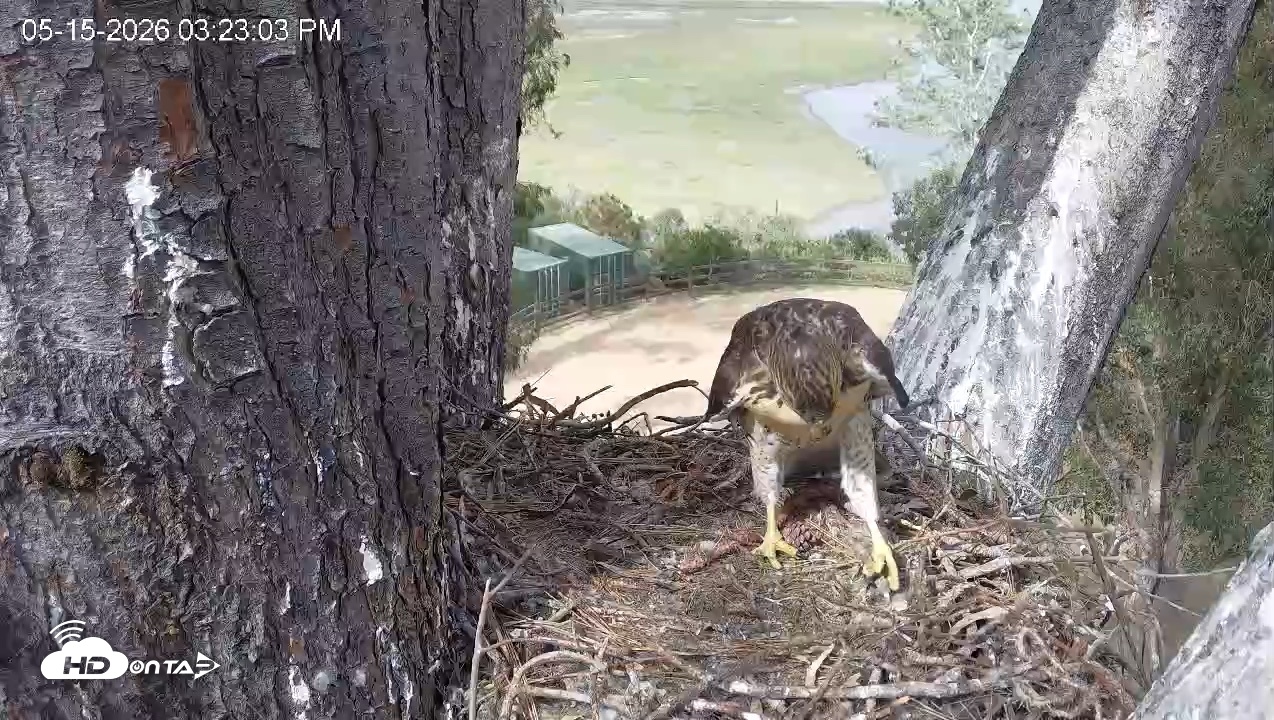 Snapshot of Red-Tailed Hawk Live Webcam taken May 15, 2026, 4:26pm PDT