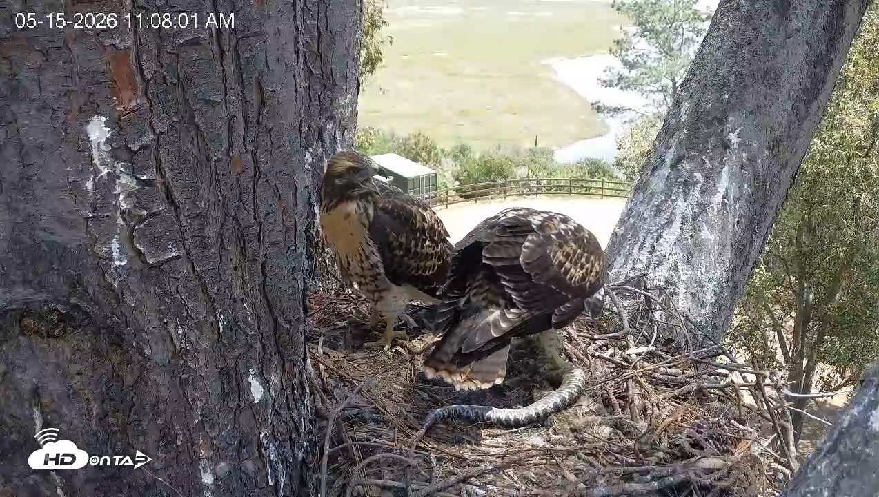Snapshot of Red-Tailed Hawk Live Webcam taken May 15, 2026, 12:08pm PDT