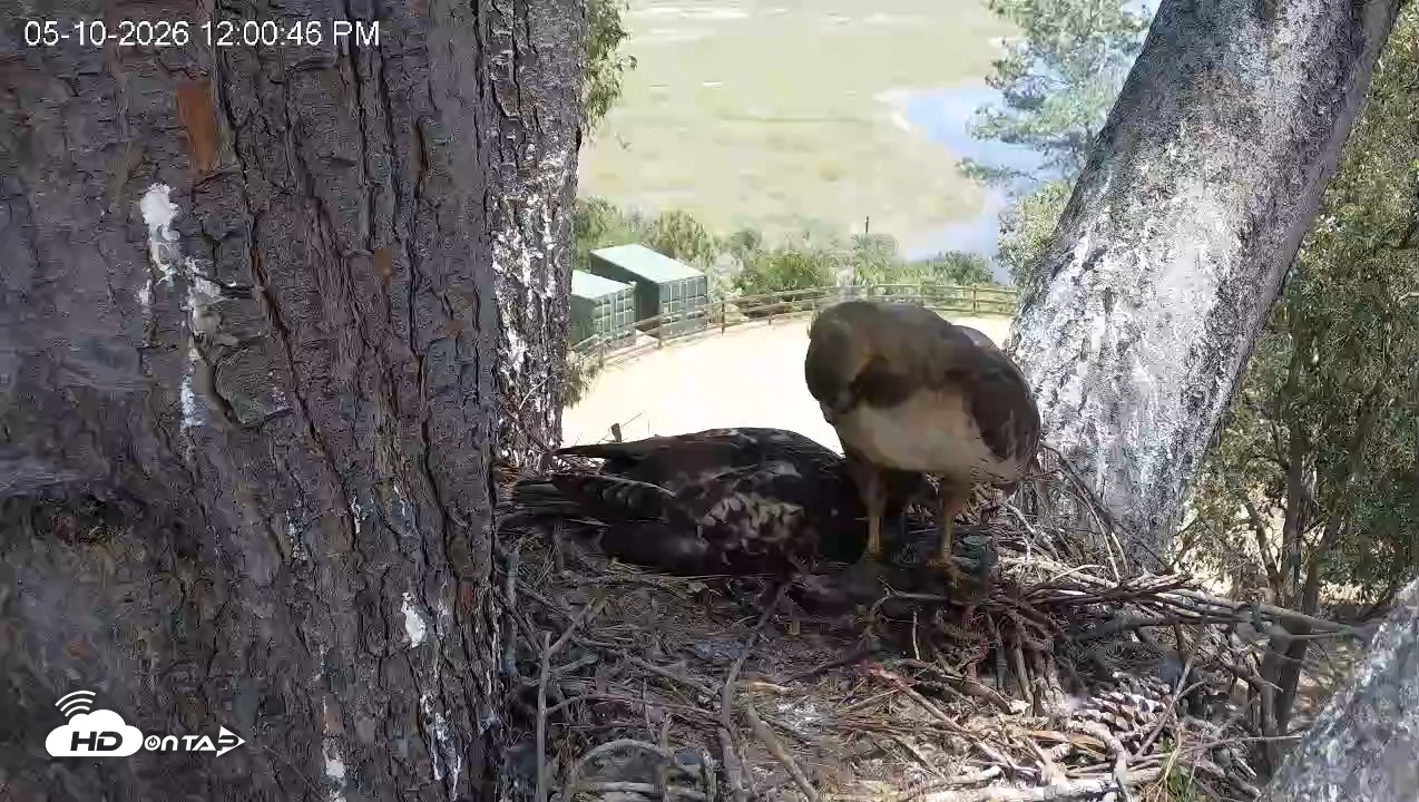 Snapshot of Red-Tailed Hawk Live Webcam taken May 10, 2026, 1:01pm PDT
