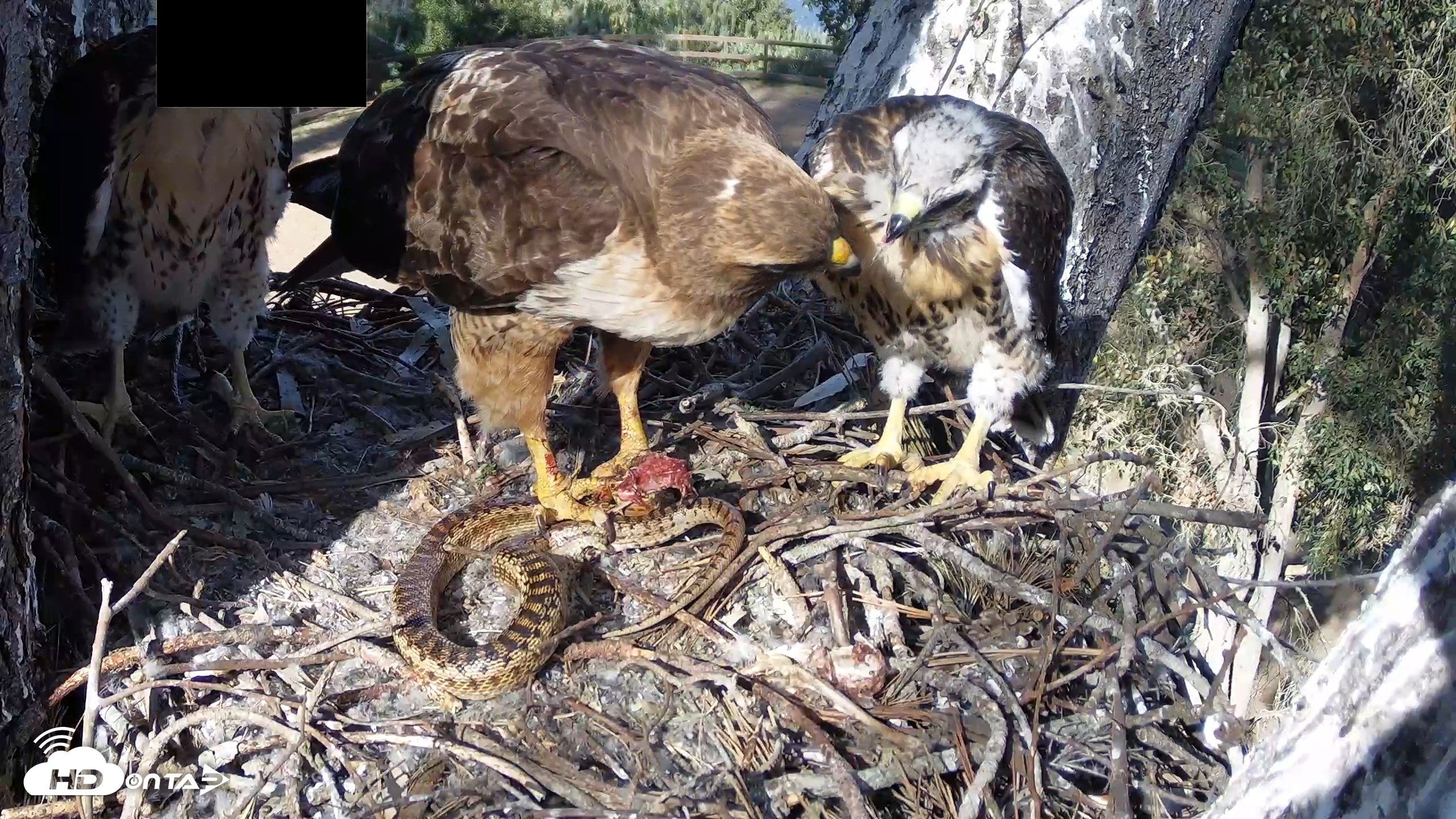 Snapshot of Red-Tailed Hawk Live Webcam taken Apr 26, 2026, 4:51pm PDT
