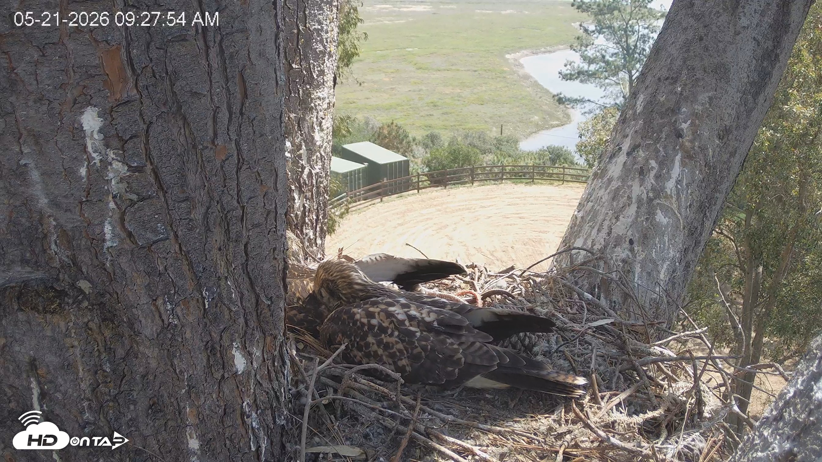 Snapshot of Red-Tailed Hawk Live Webcam taken May 21, 2026, 10:31am PDT
