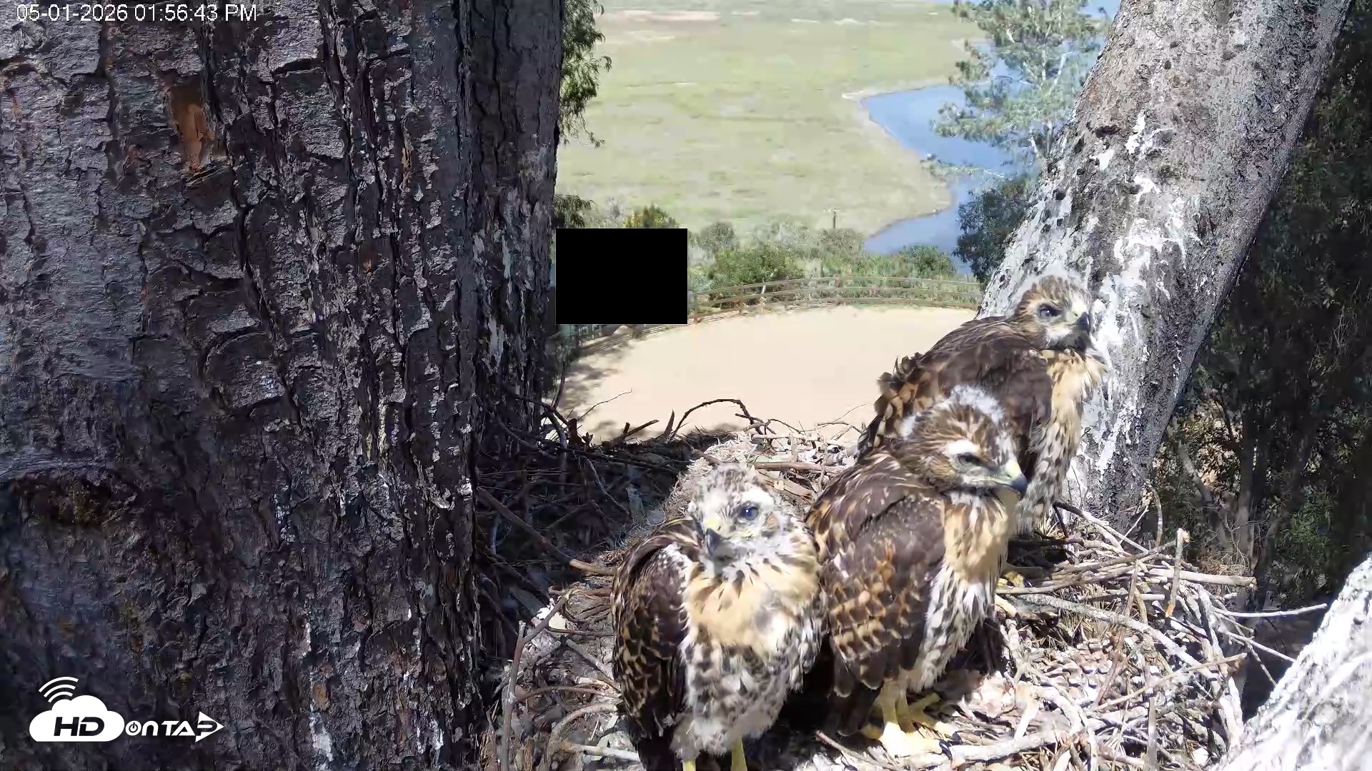 Snapshot of Red-Tailed Hawk Live Webcam taken May 1, 2026, 2:59pm PDT