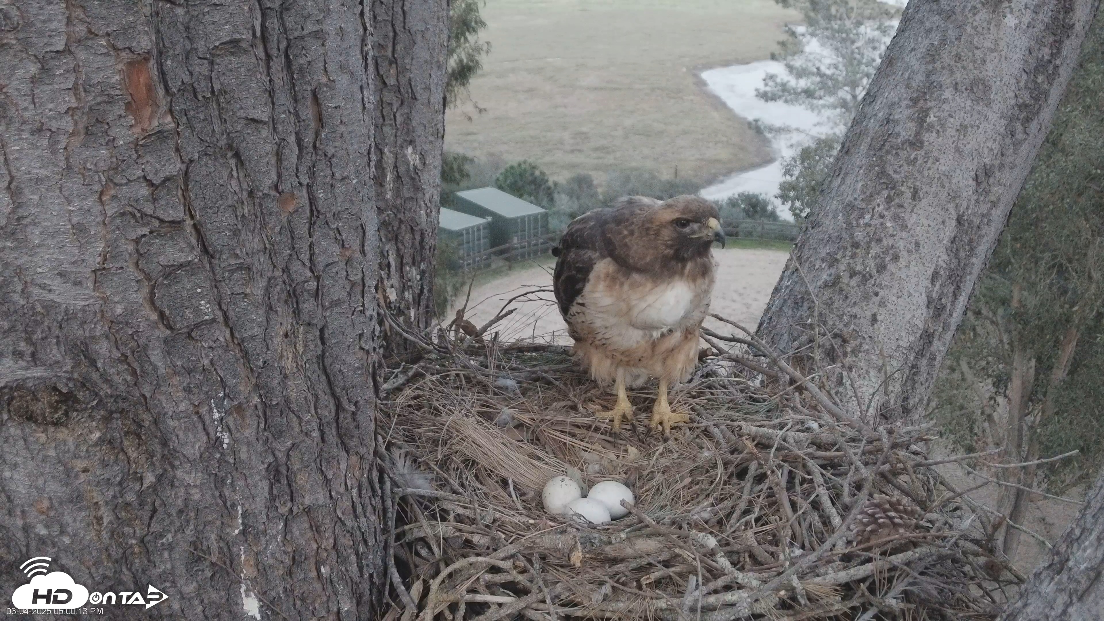 Snapshot of Red-Tailed Hawk Live Webcam taken Mar 4, 2026, 6:00pm PST