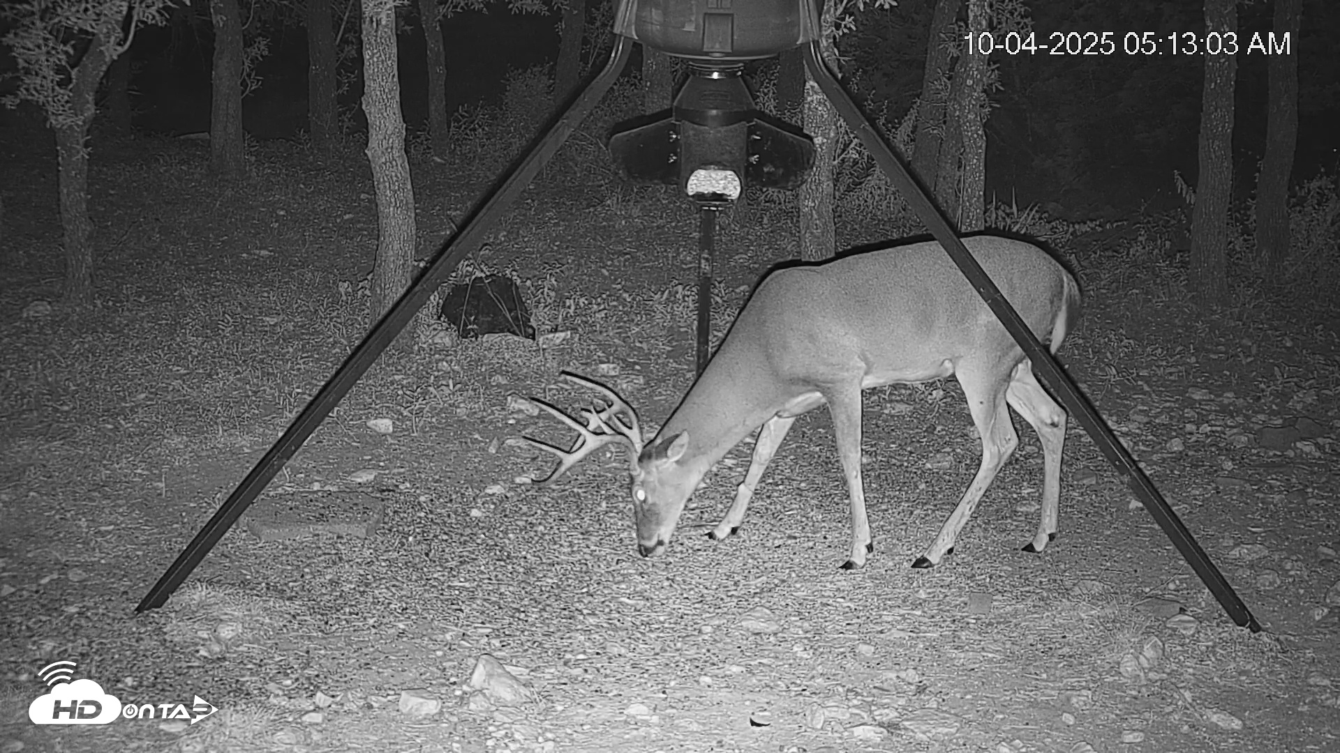 Snapshot of Texas Deer Feeder Live Webcam taken Oct 4, 2025, 5:13am CDT
