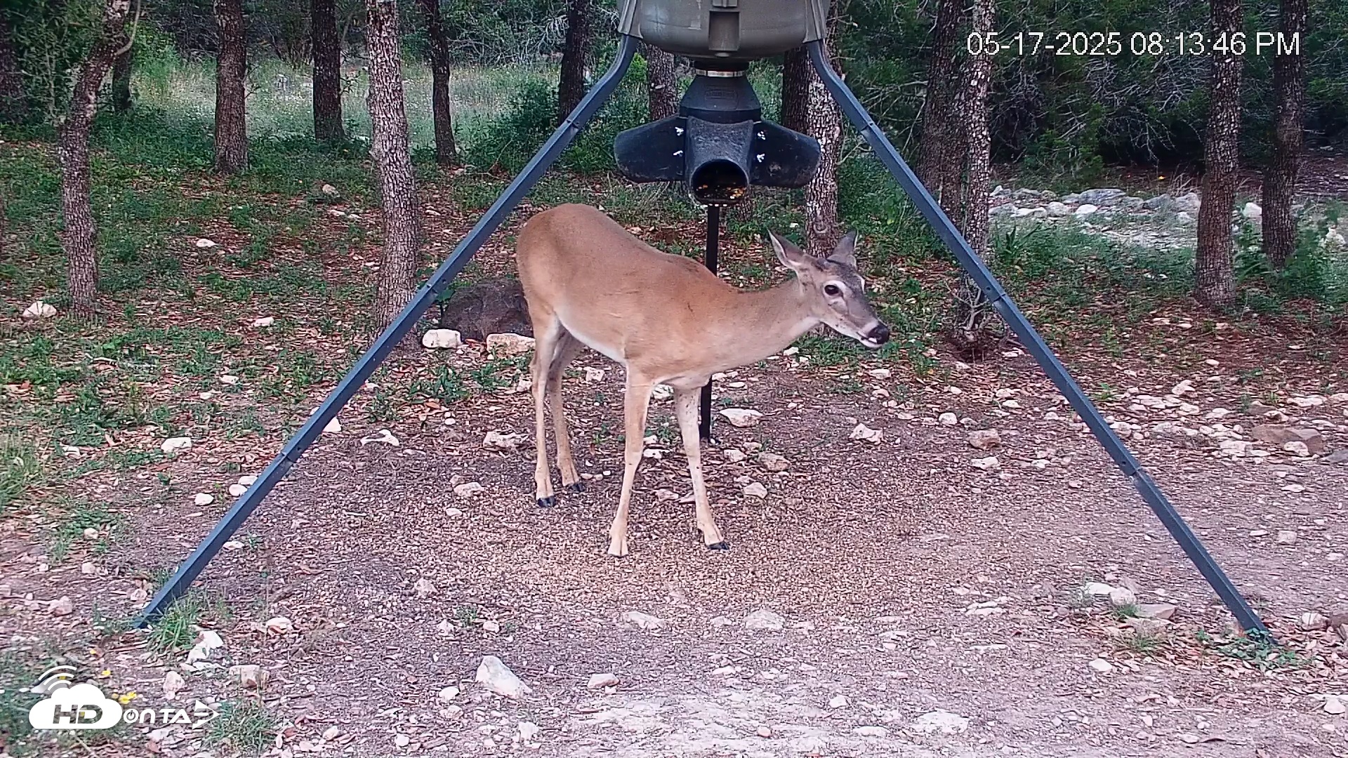 Snapshot of Texas Deer Feeder Live Webcam taken May 17, 2025, 8:14pm CDT