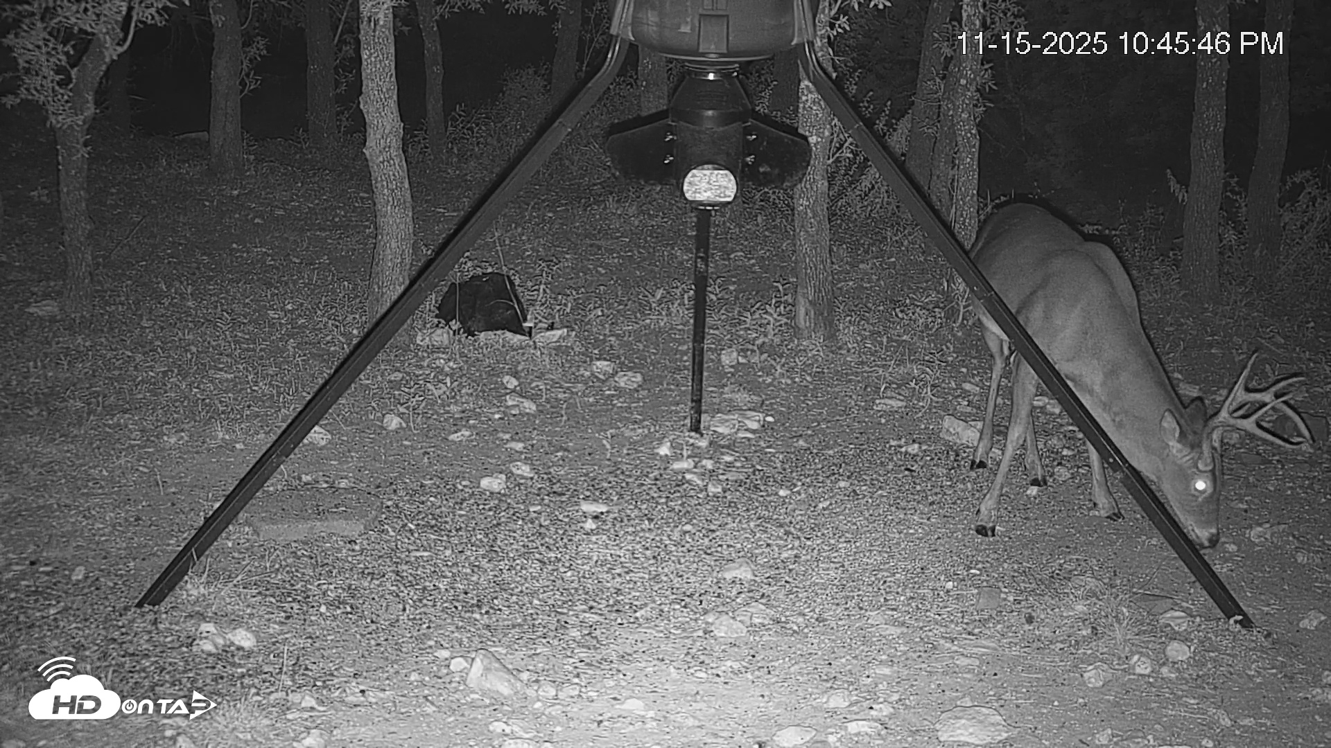 Snapshot of Texas Deer Feeder Live Webcam taken Nov 15, 2025, 10:46pm CST