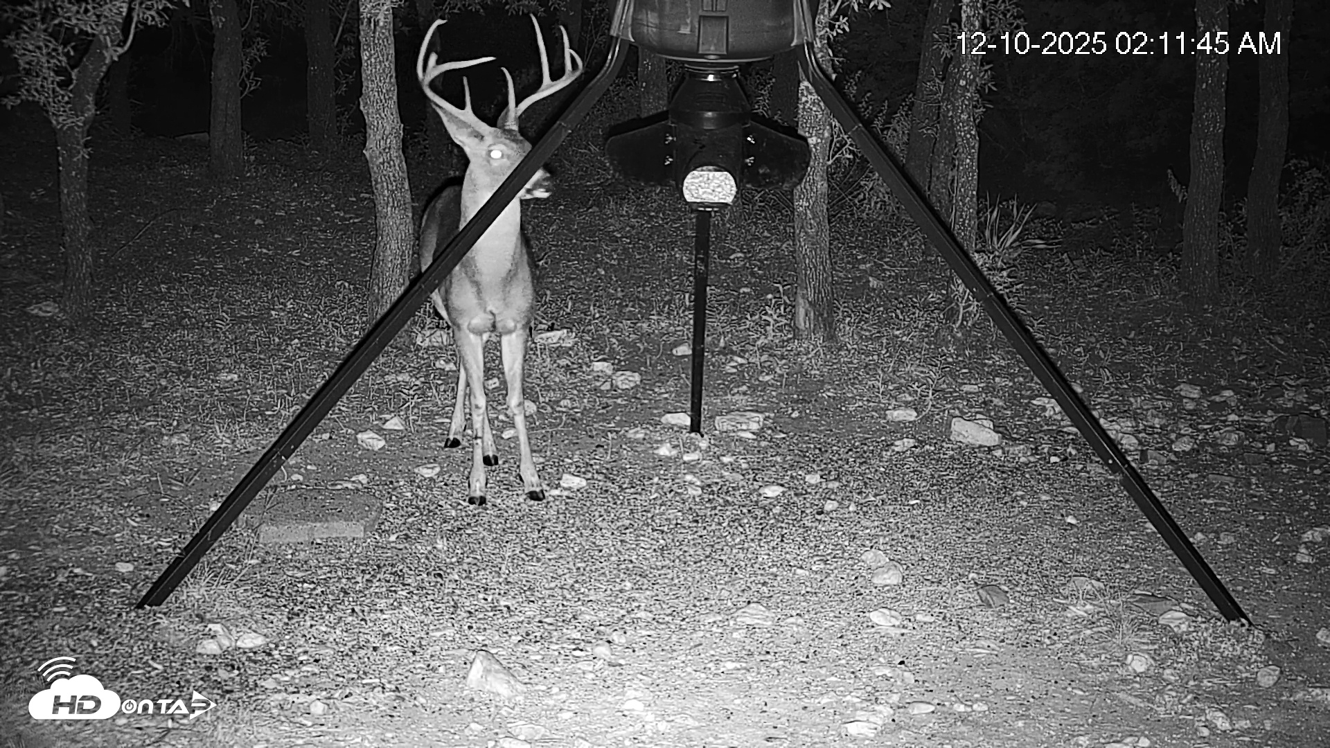 Snapshot of Texas Deer Feeder Live Webcam taken Dec 10, 2025, 2:12am CST