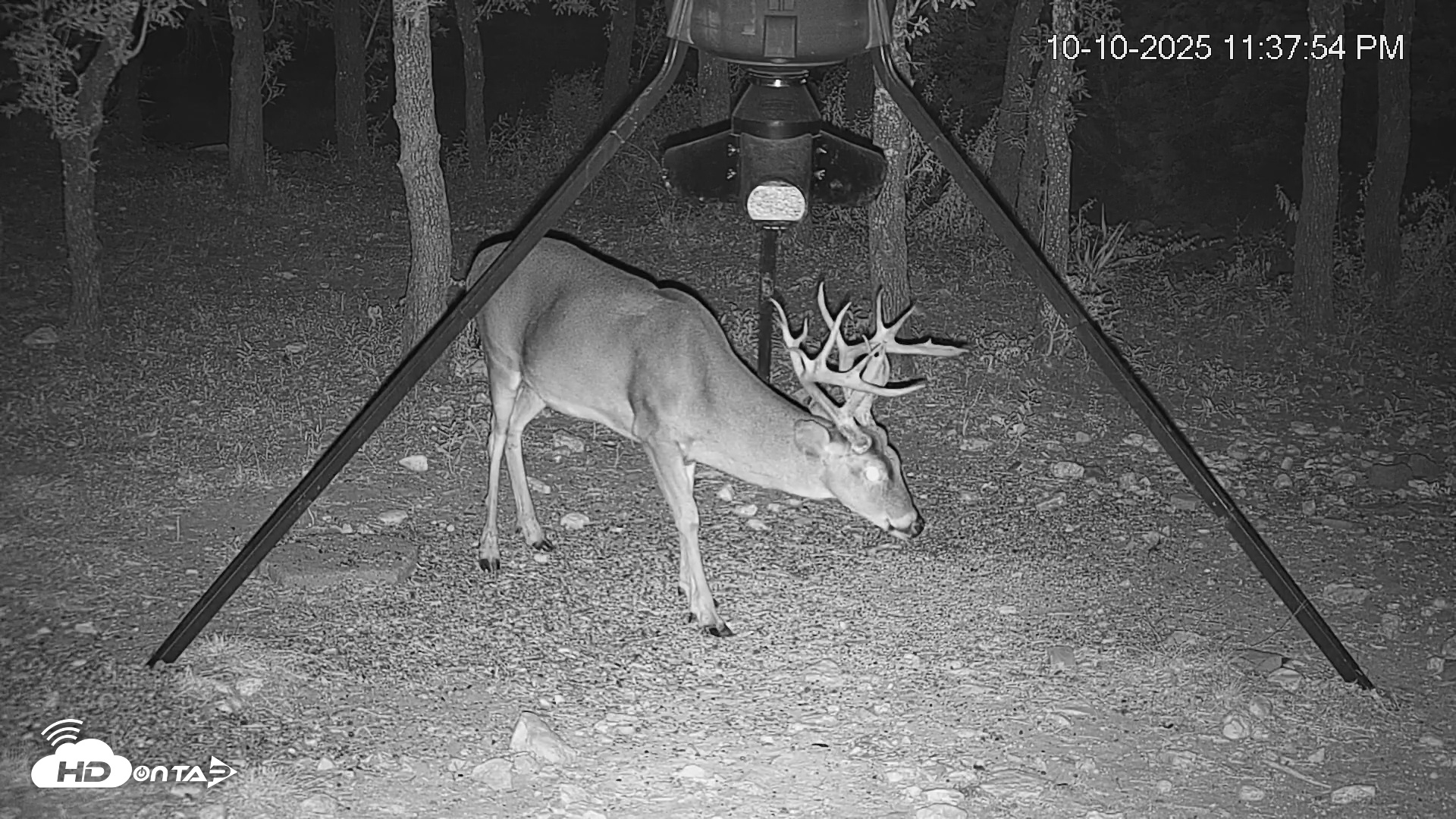 Snapshot of Texas Deer Feeder Live Webcam taken Oct 10, 2025, 11:38pm CDT