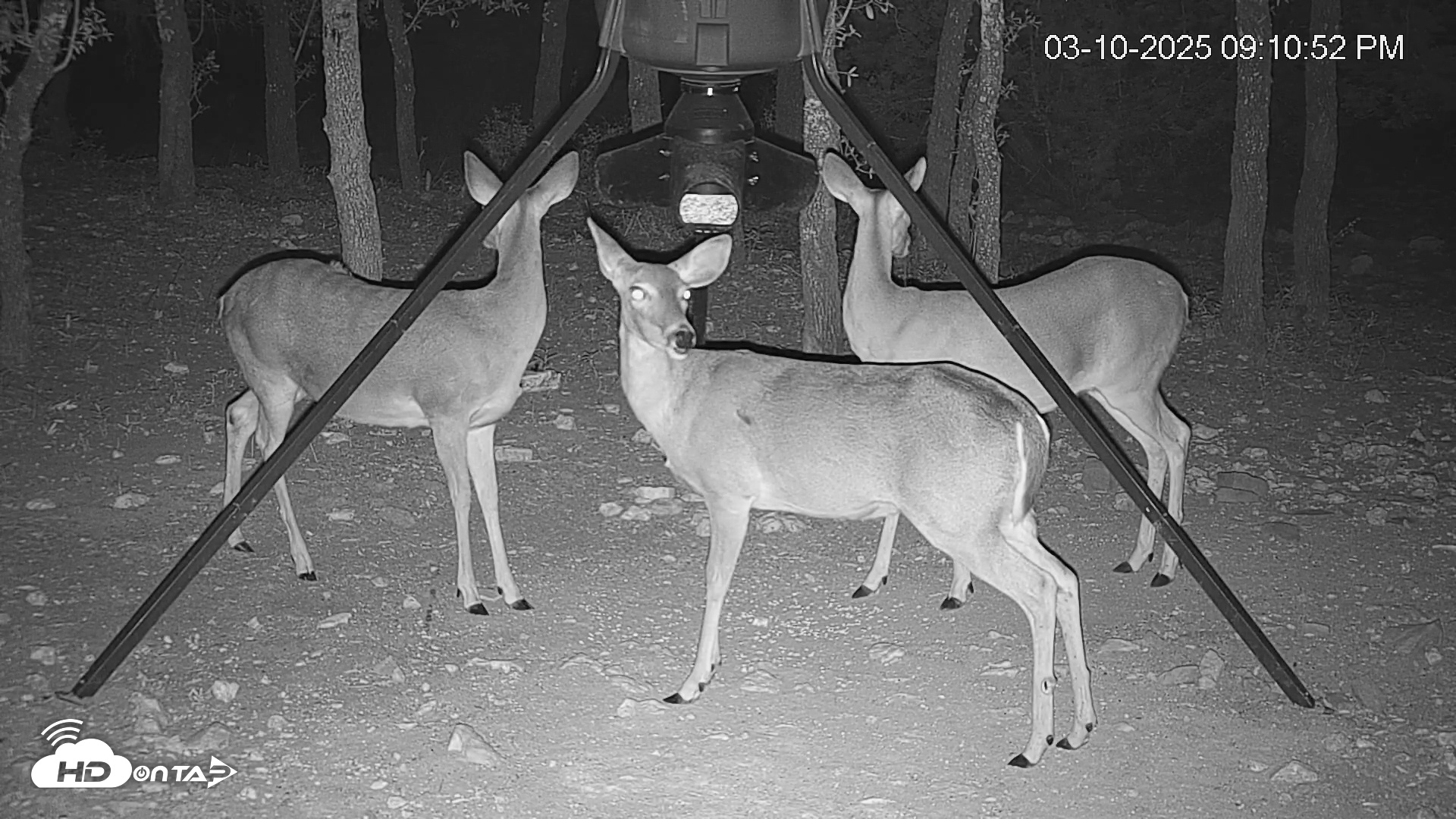 Snapshot of Texas Deer Feeder Live Webcam taken Mar 10, 2025, 9:11pm CDT