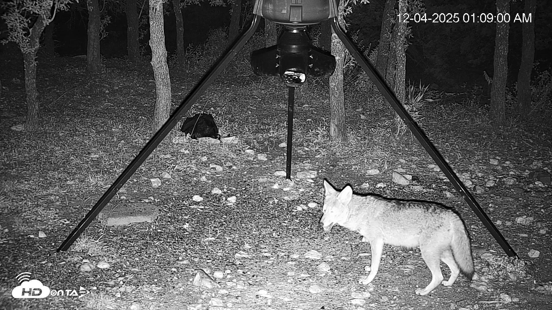 Snapshot of Texas Deer Feeder Live Webcam taken Dec 4, 2025, 1:09am CST