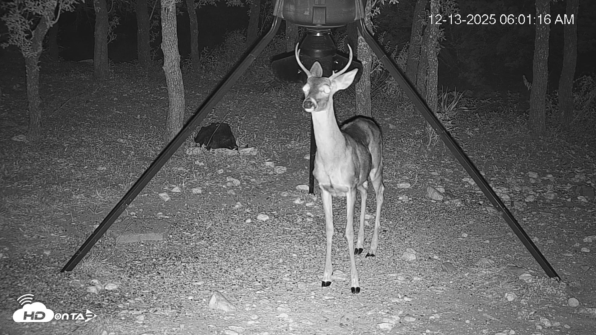 Snapshot of Texas Deer Feeder Live Webcam taken Dec 13, 2025, 6:02am CST