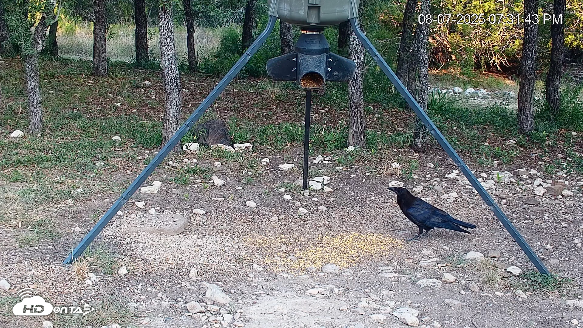 Snapshot of Texas Deer Feeder Live Webcam taken Aug 7, 2025, 7:32pm CDT