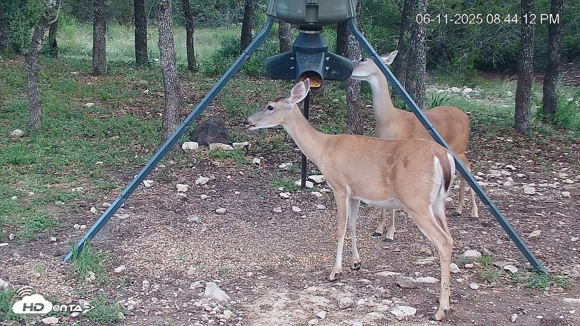 Snapshot of Texas Deer Feeder Live Webcam taken Jun 11, 2025, 8:44pm CDT