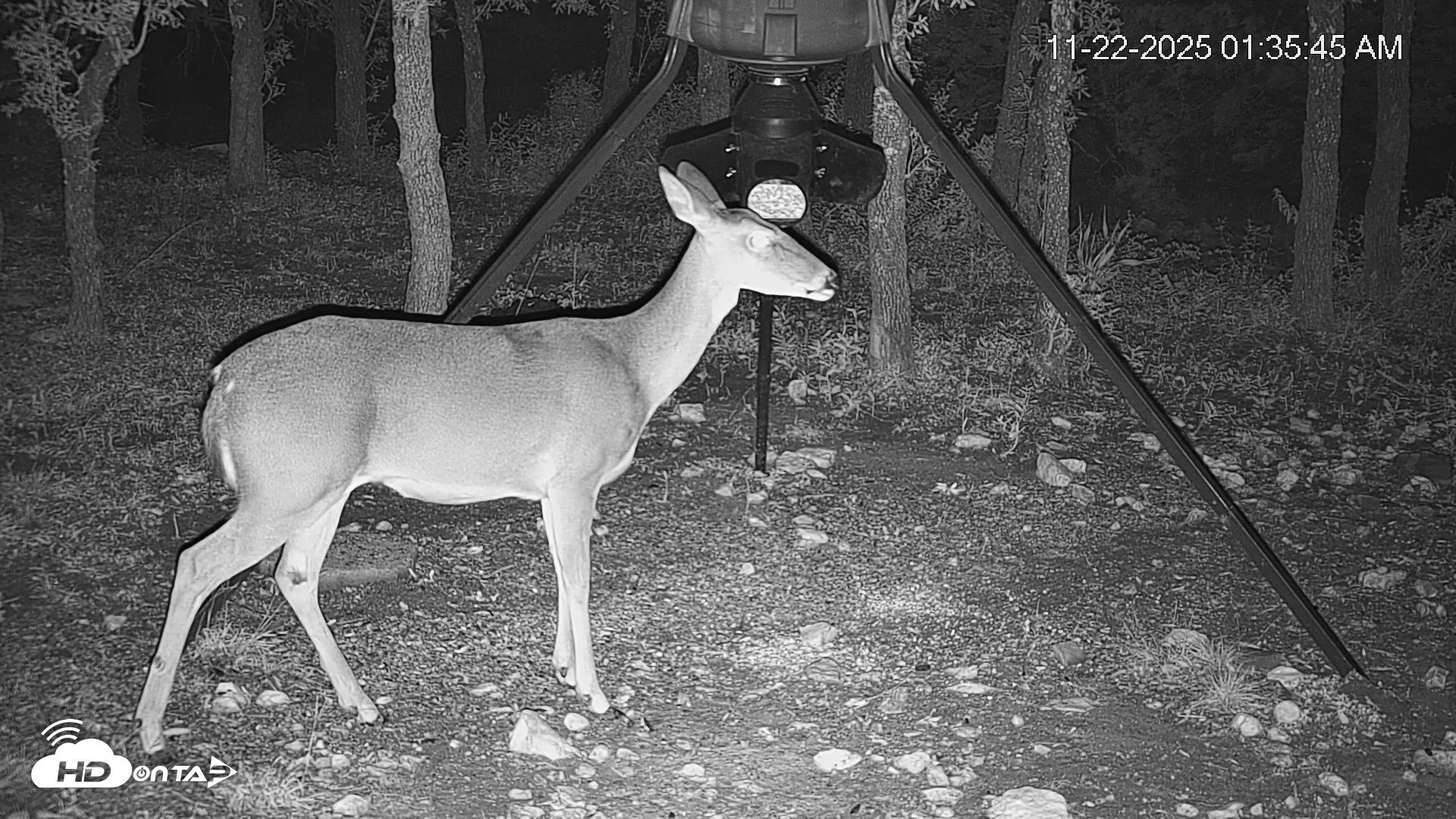 Snapshot of Texas Deer Feeder Live Webcam taken Nov 22, 2025, 1:36am CST