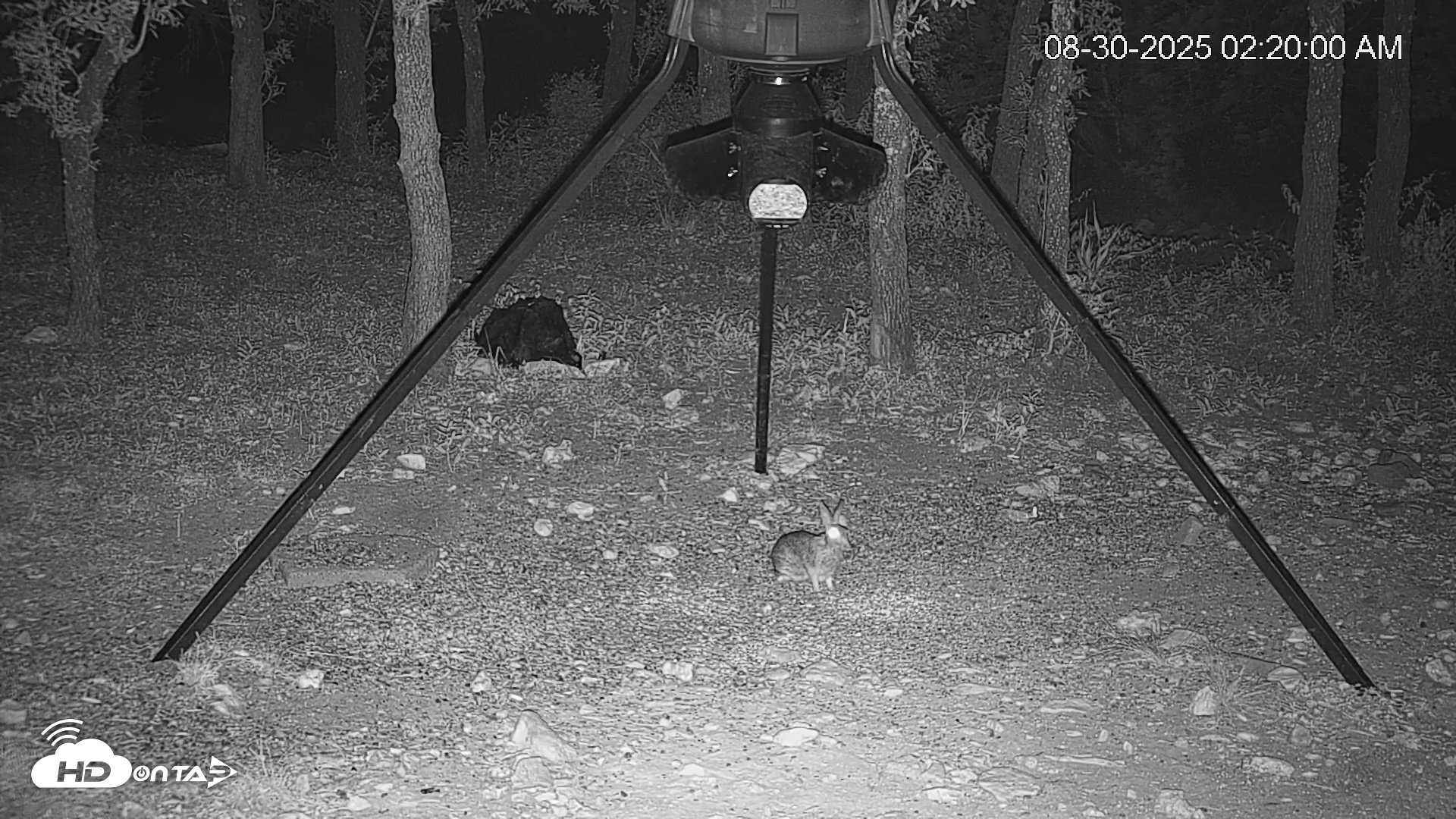 Snapshot of Texas Deer Feeder Live Webcam taken Aug 30, 2025, 2:20am CDT