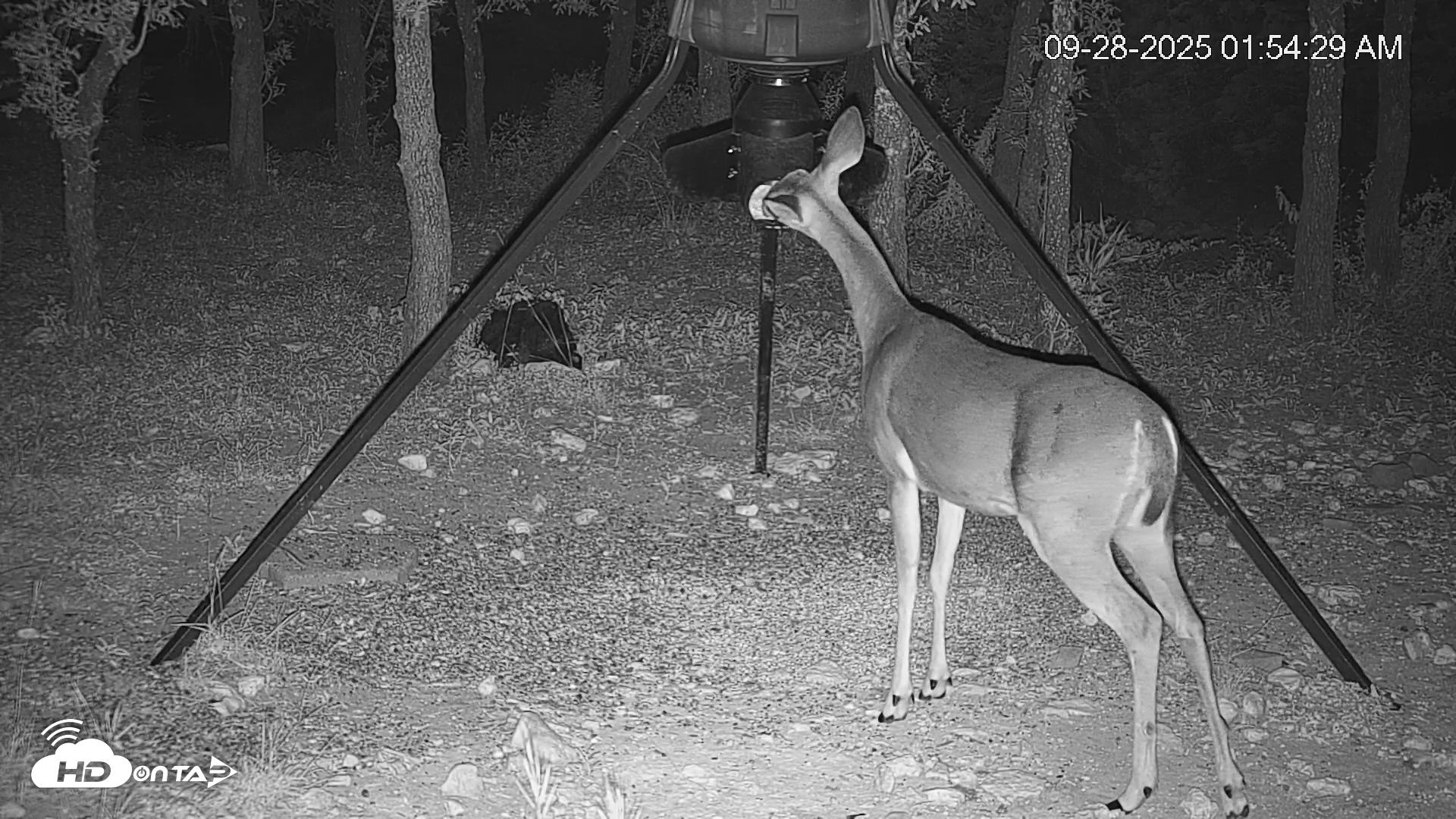 Snapshot of Texas Deer Feeder Live Webcam taken Sep 28, 2025, 1:55am CDT