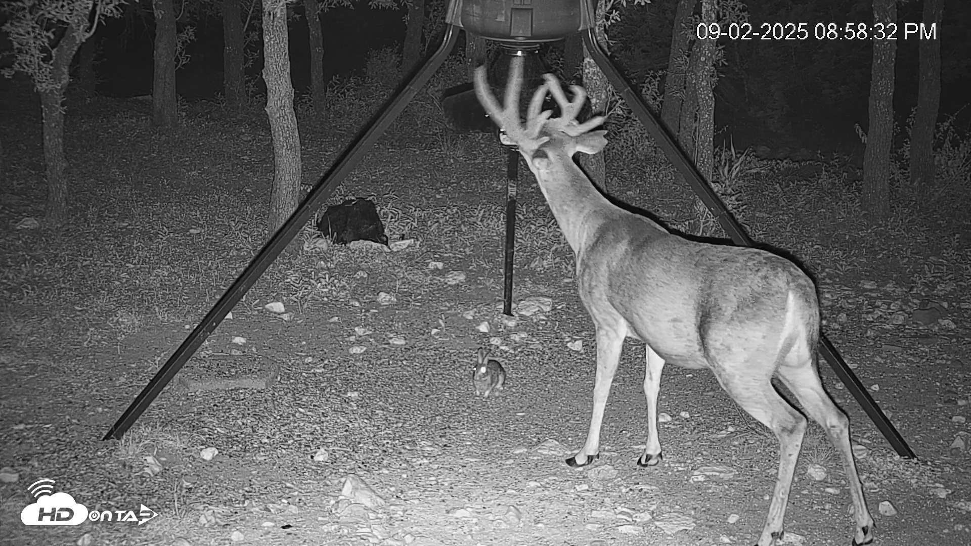 Snapshot of Texas Deer Feeder Live Webcam taken Sep 2, 2025, 8:59pm CDT