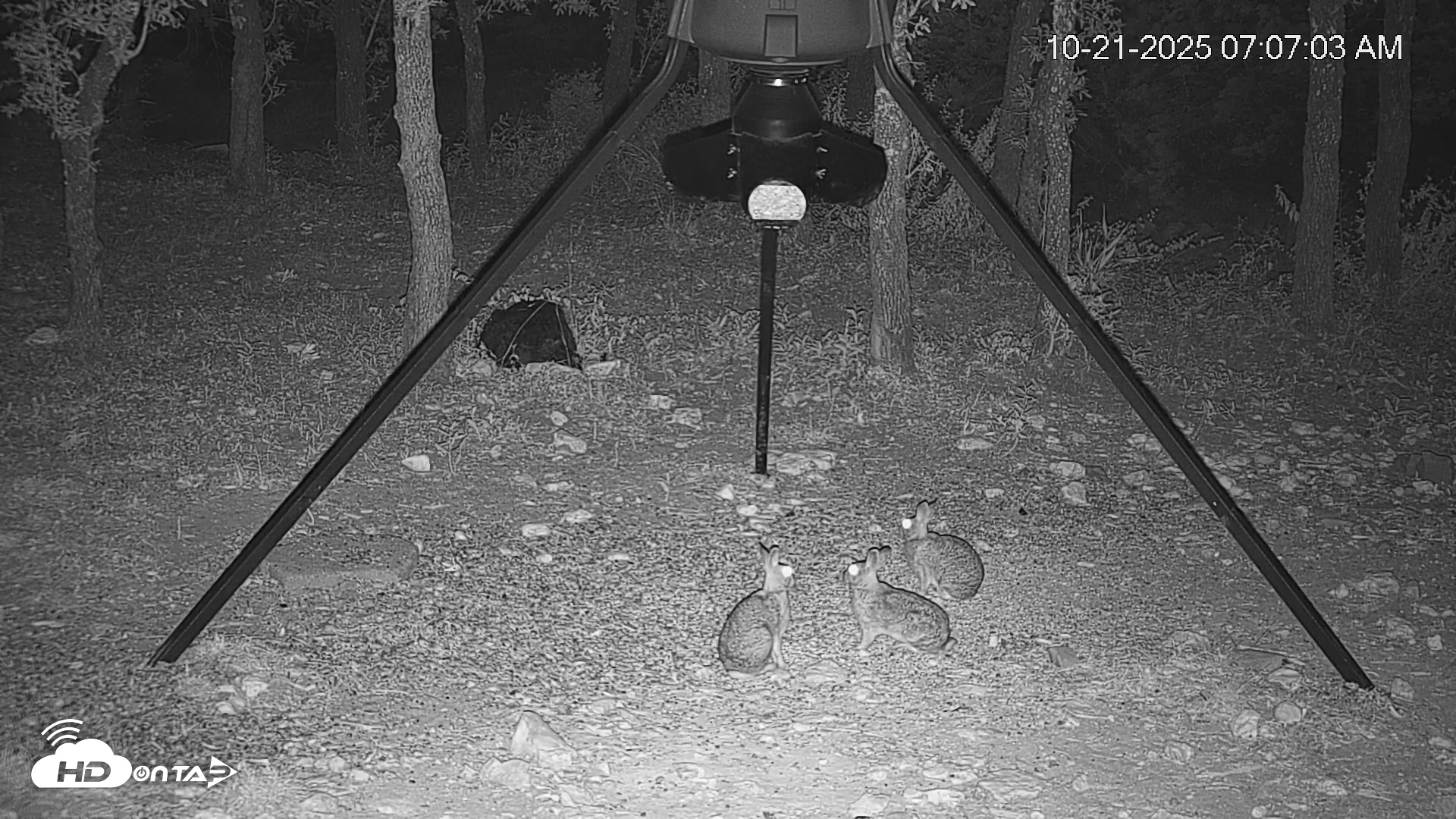 Snapshot of Texas Deer Feeder Live Webcam taken Oct 21, 2025, 7:07am CDT