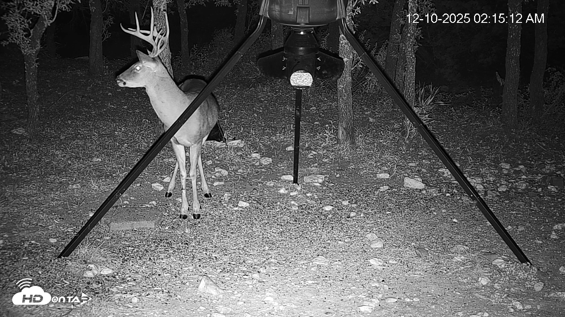 Snapshot of Texas Deer Feeder Live Webcam taken Dec 10, 2025, 2:15am CST