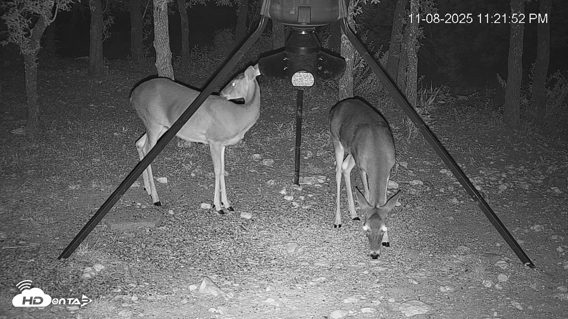 Snapshot of Texas Deer Feeder Live Webcam taken Nov 8, 2025, 11:22pm CST