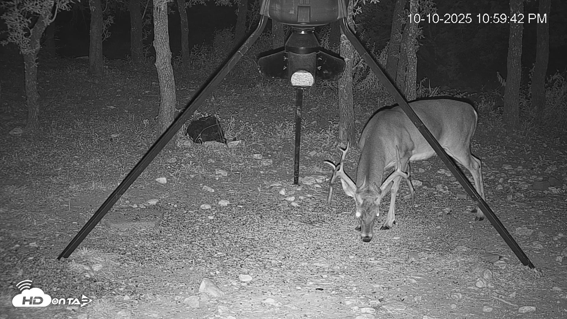 Snapshot of Texas Deer Feeder Live Webcam taken Oct 10, 2025, 11:00pm CDT