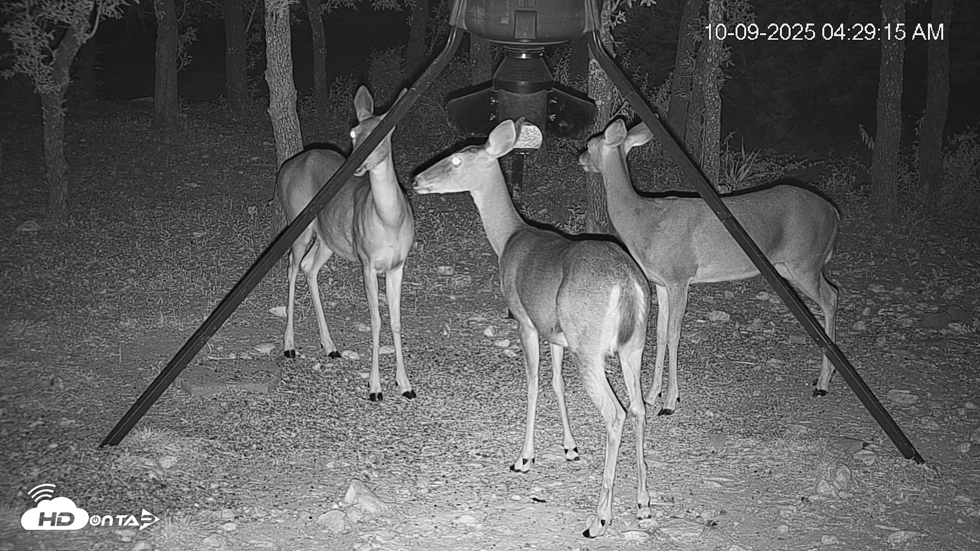 Snapshot of Texas Deer Feeder Live Webcam taken Oct 9, 2025, 4:29am CDT