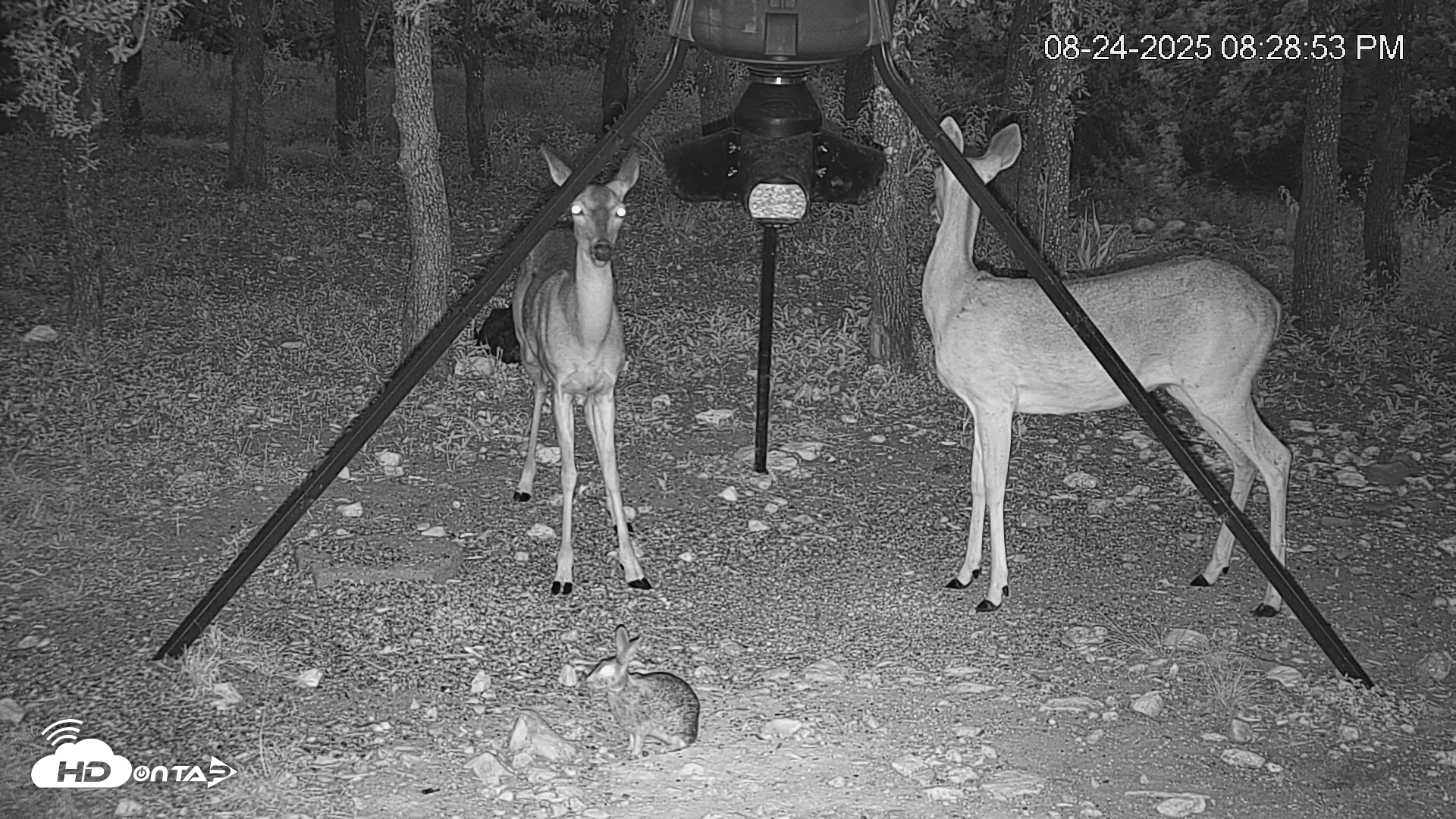 Snapshot of Texas Deer Feeder Live Webcam taken Aug 24, 2025, 8:29pm CDT