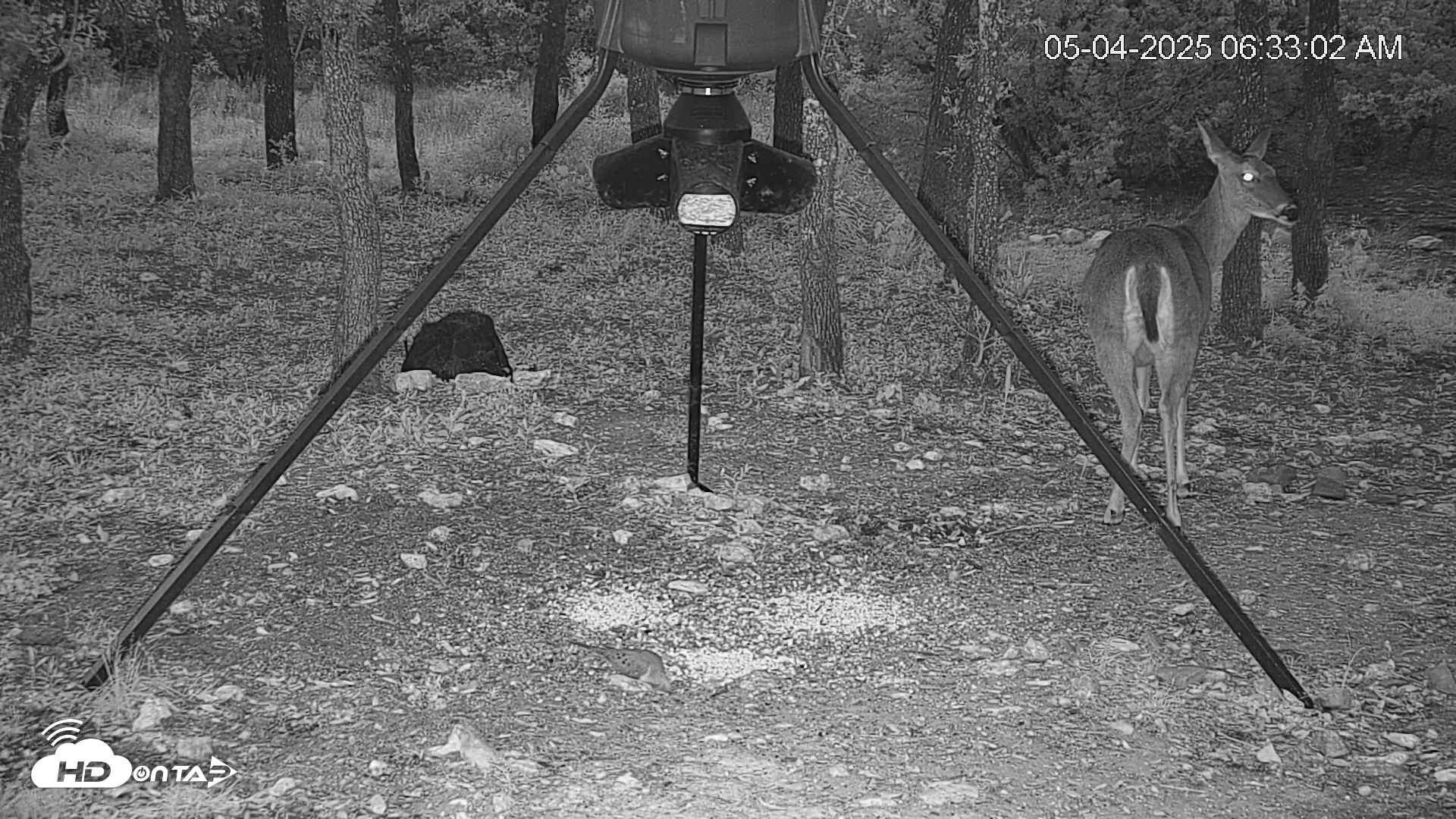 Snapshot of Texas Deer Feeder Live Webcam taken May 4, 2025, 6:33am CDT