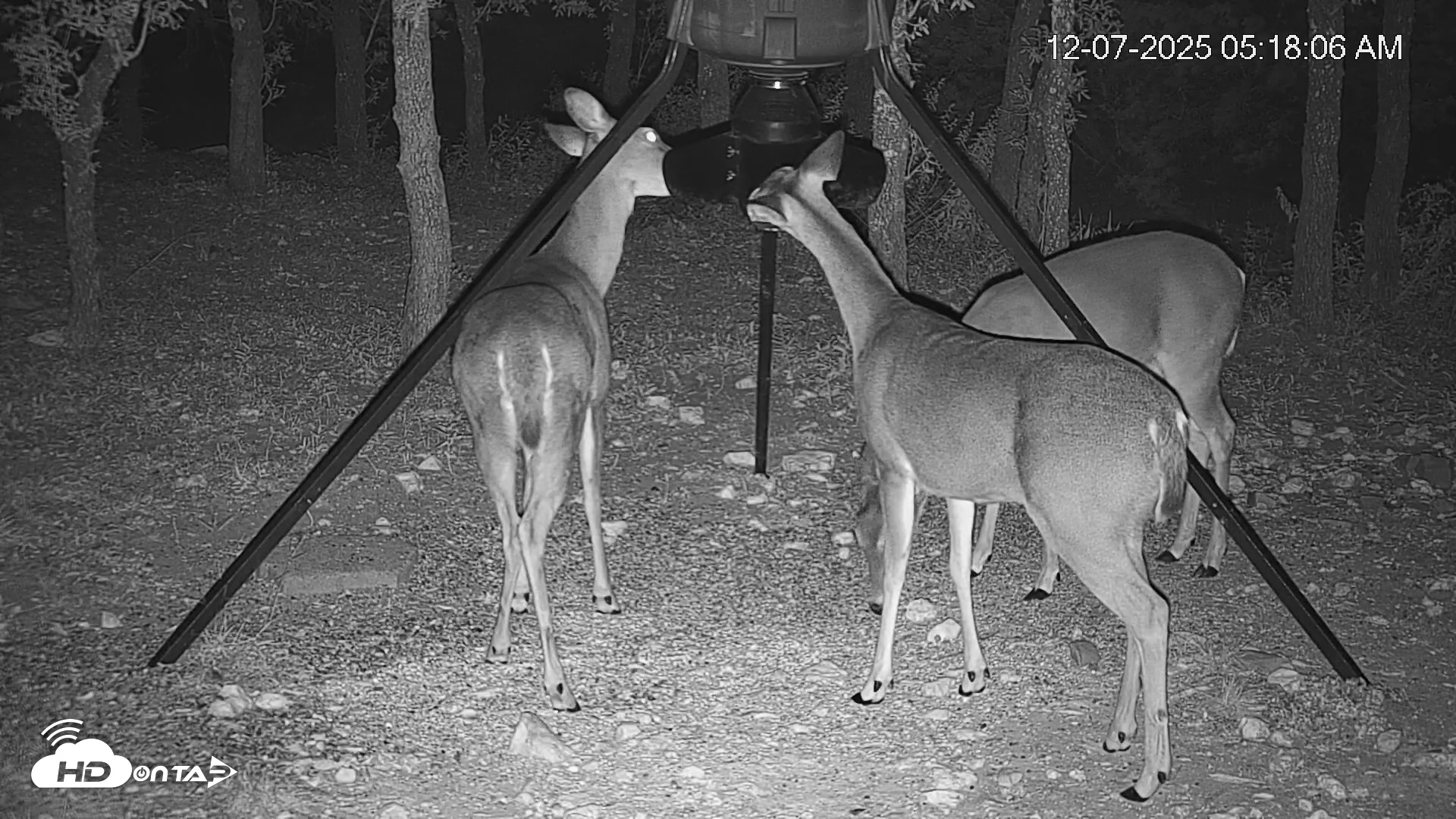 Snapshot of Texas Deer Feeder Live Webcam taken Dec 7, 2025, 5:18am CST