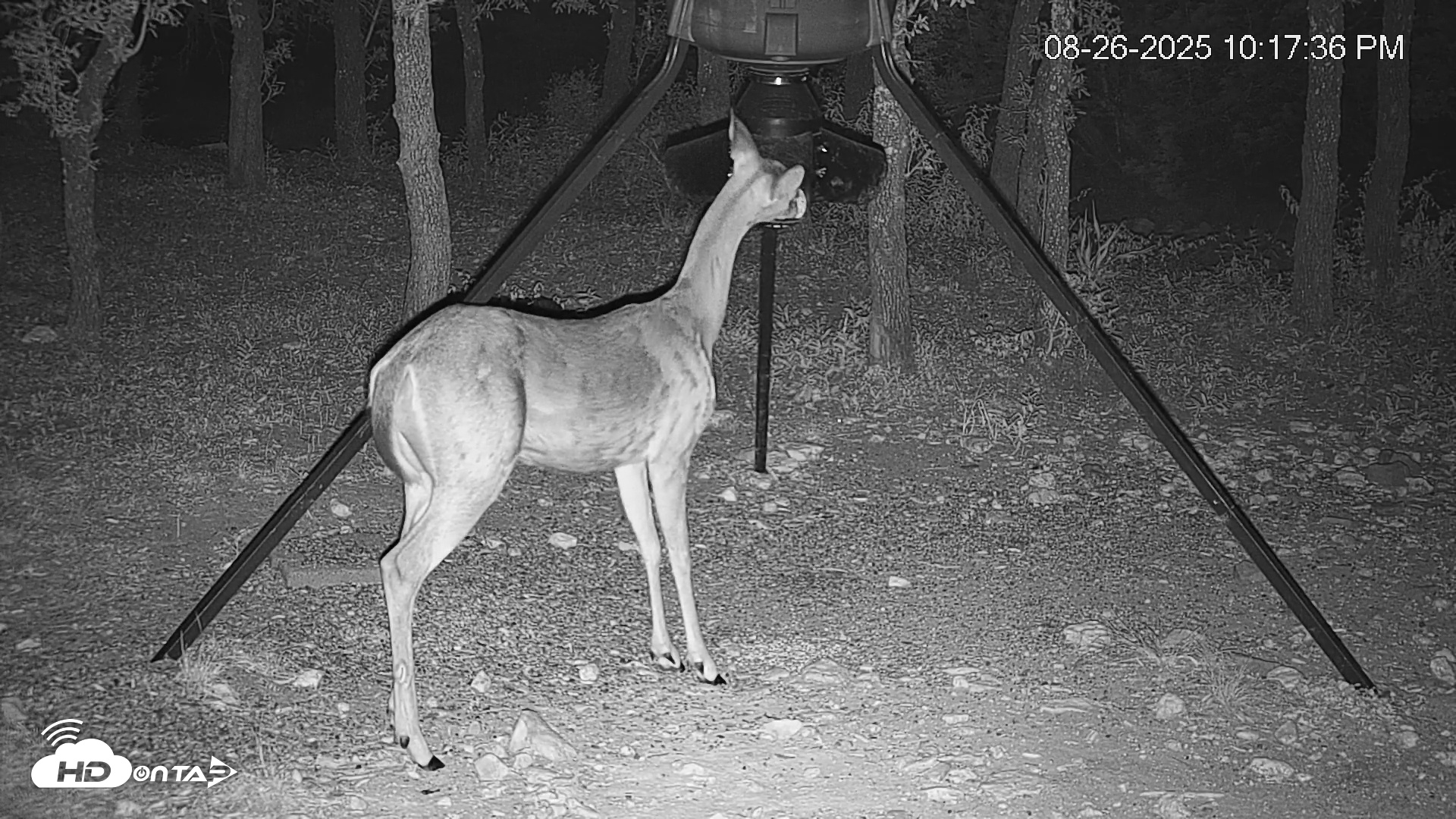 Snapshot of Texas Deer Feeder Live Webcam taken Aug 26, 2025, 10:18pm CDT