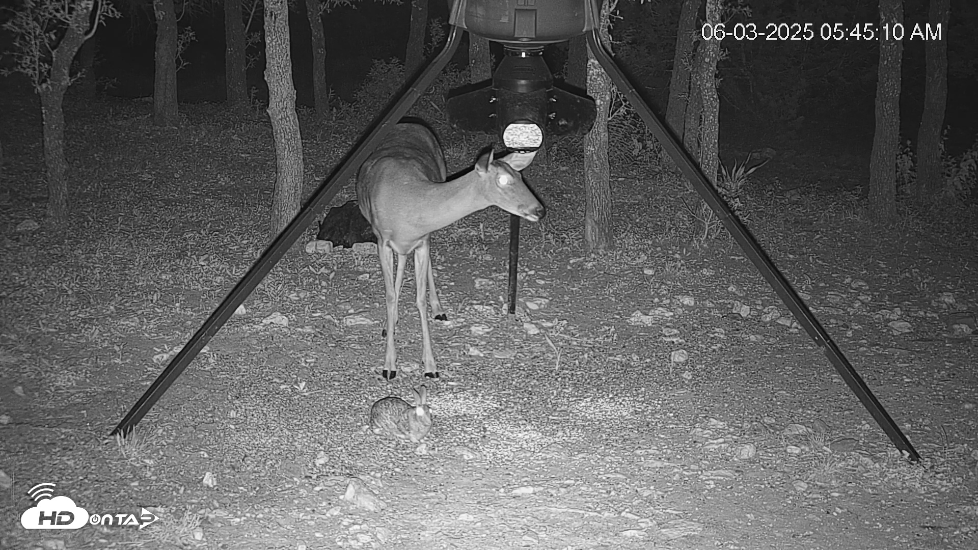 Snapshot of Texas Deer Feeder Live Webcam taken Jun 3, 2025, 5:45am CDT
