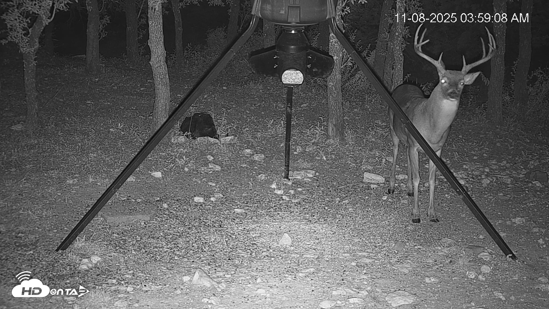 Snapshot of Texas Deer Feeder Live Webcam taken Nov 8, 2025, 3:59am CST