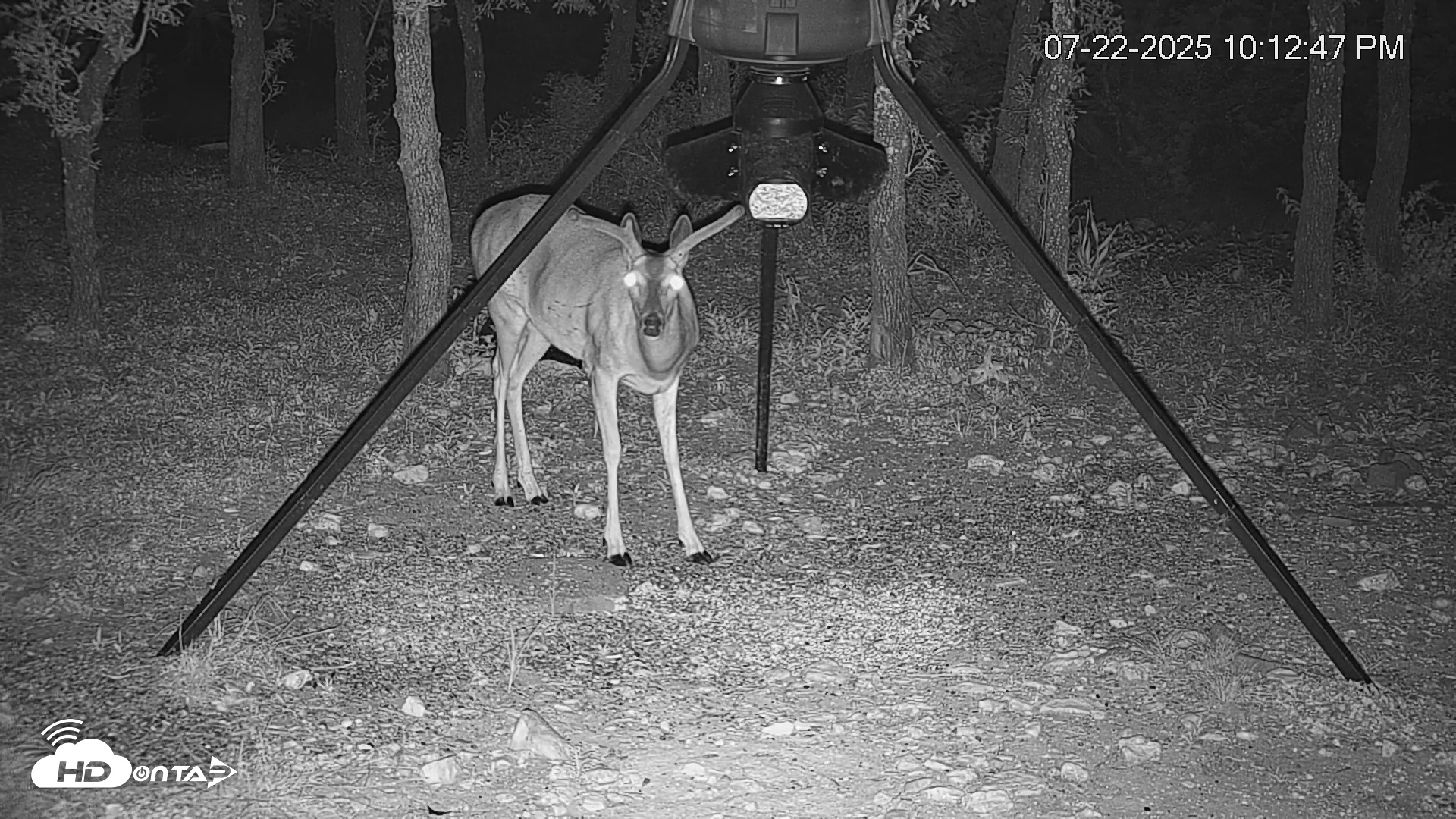 Snapshot of Texas Deer Feeder Live Webcam taken Jul 22, 2025, 10:14pm CDT