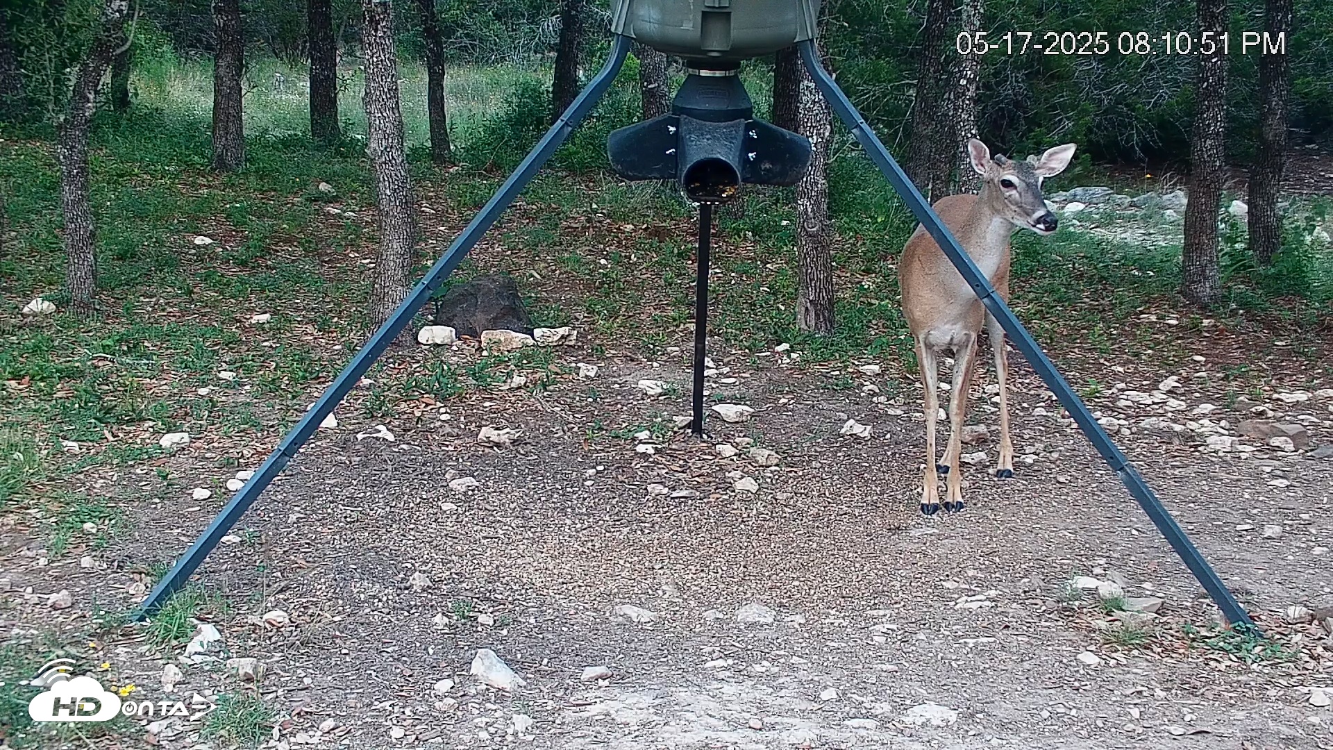 Snapshot of Texas Deer Feeder Live Webcam taken May 17, 2025, 8:11pm CDT
