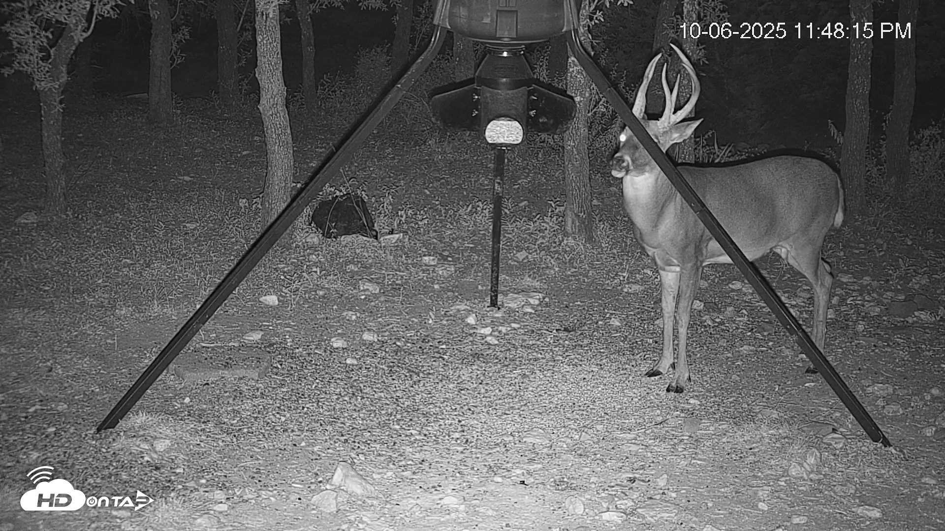 Snapshot of Texas Deer Feeder Live Webcam taken Oct 6, 2025, 11:48pm CDT