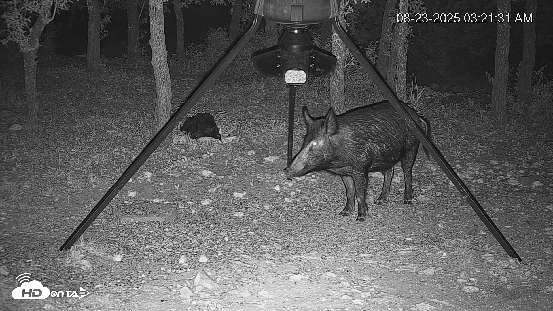 Snapshot of Texas Deer Feeder Live Webcam taken Aug 23, 2025, 3:22am CDT