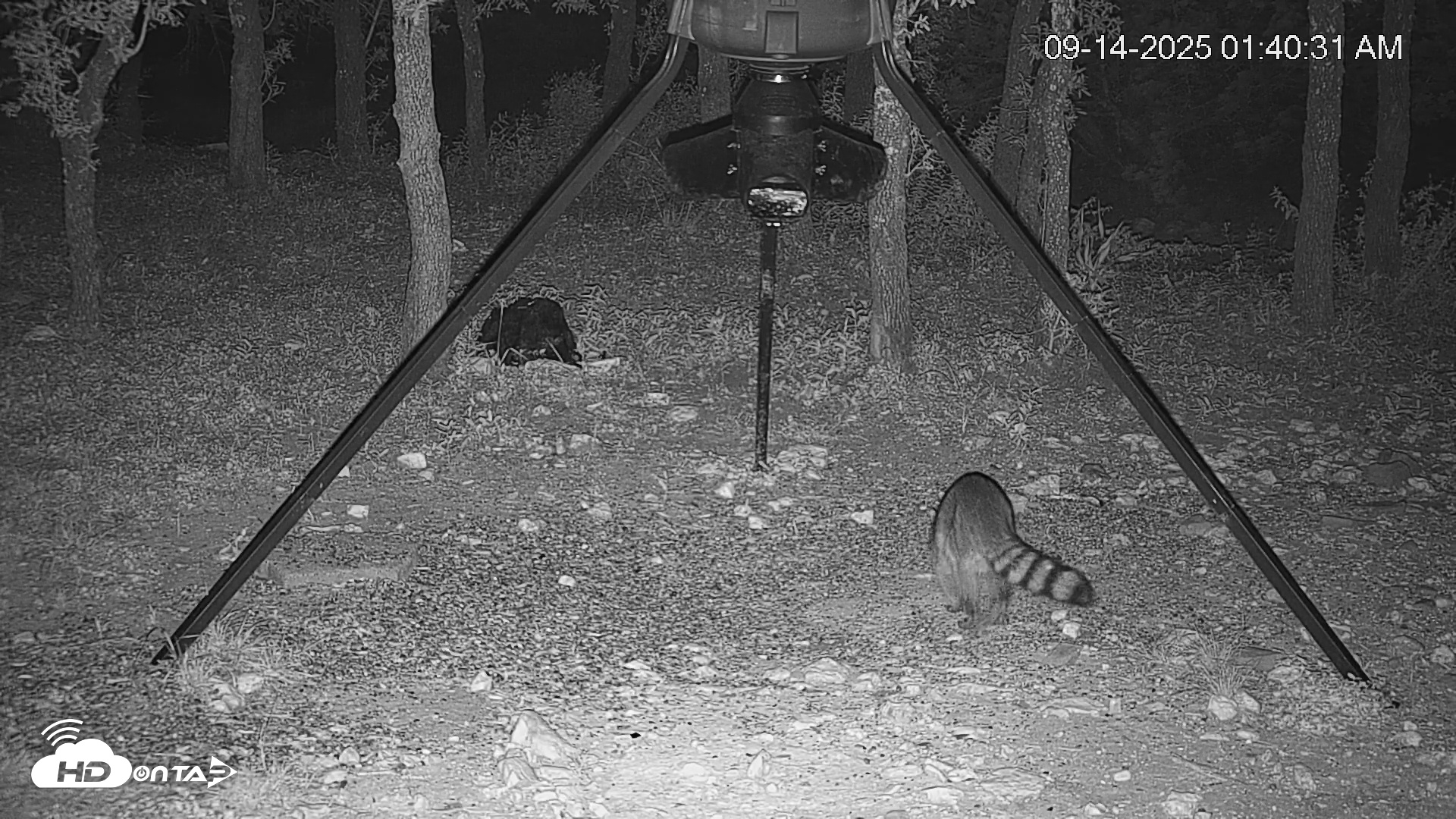 Snapshot of Texas Deer Feeder Live Webcam taken Sep 14, 2025, 1:41am CDT