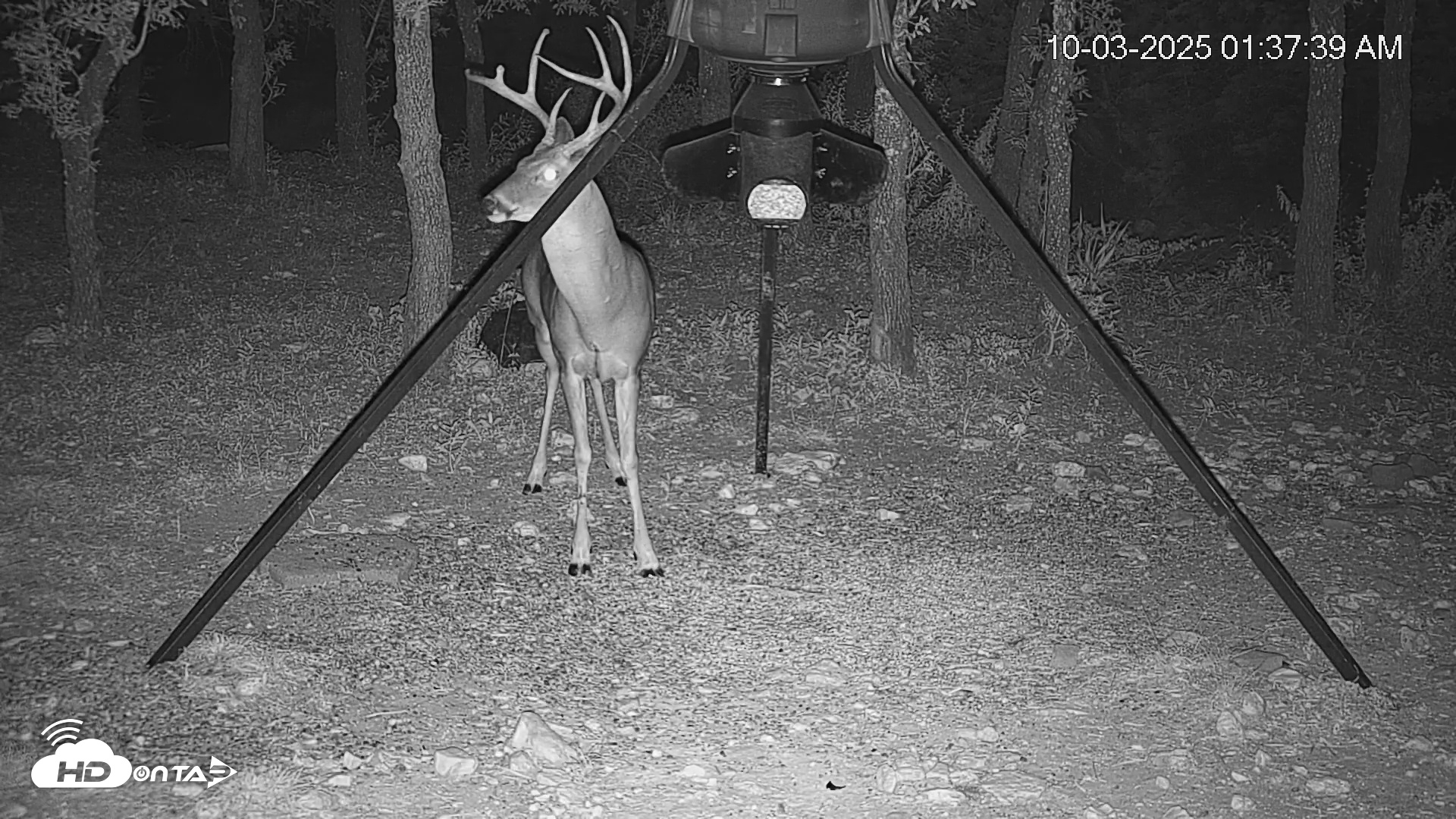 Snapshot of Texas Deer Feeder Live Webcam taken Oct 3, 2025, 1:38am CDT