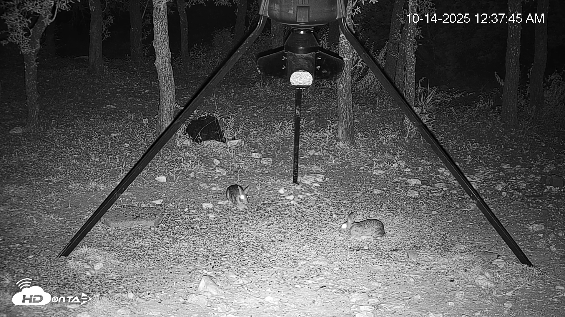 Snapshot of Texas Deer Feeder Live Webcam taken Oct 14, 2025, 12:38am CDT
