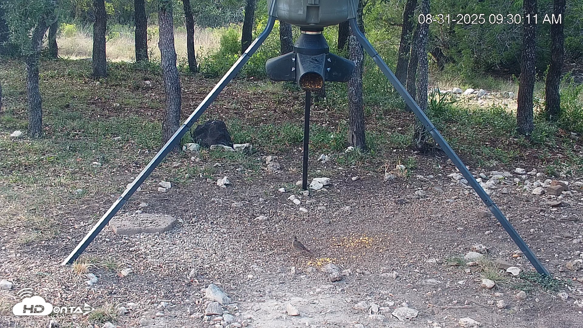 Snapshot of Texas Deer Feeder Live Webcam taken Aug 31, 2025, 9:30am CDT