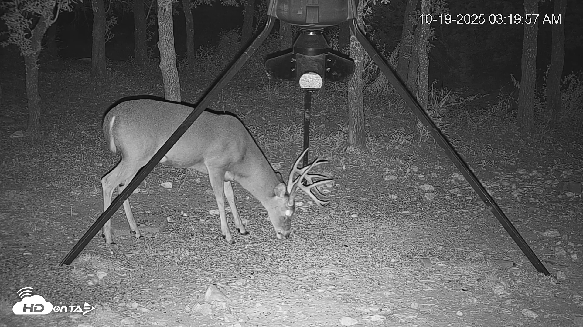 Snapshot of Texas Deer Feeder Live Webcam taken Oct 19, 2025, 3:20am CDT